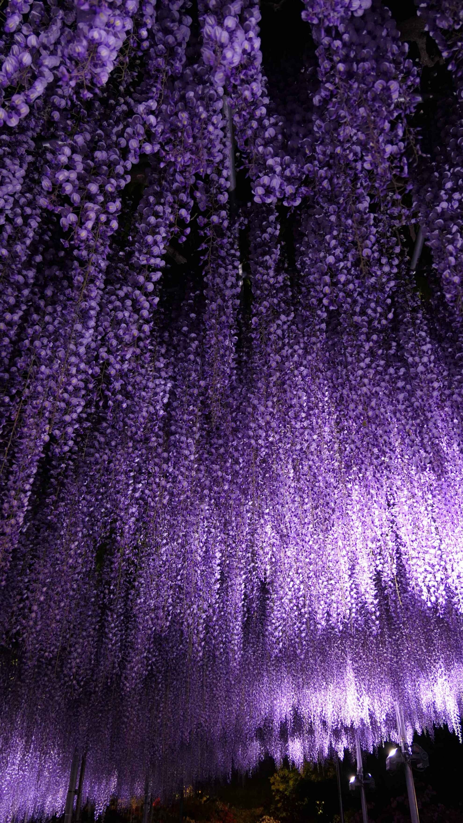 【夜の花】足利花卉公园：姹紫惊梦，暗夜里的紫藤