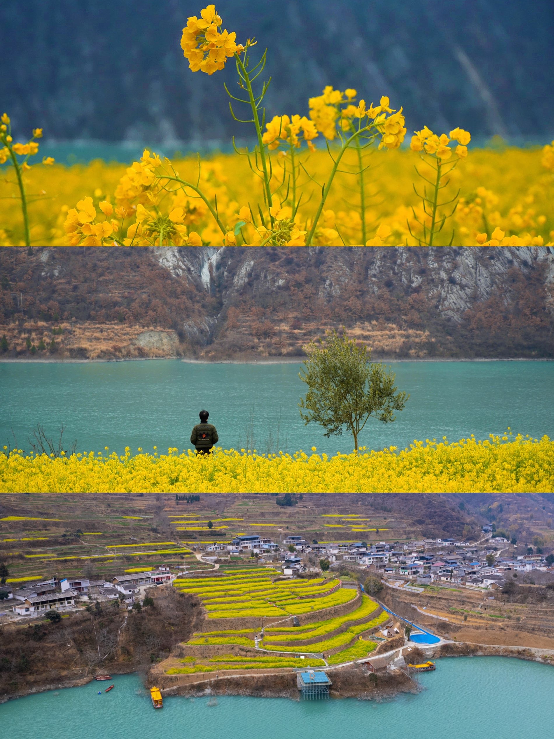 阳春三月，文县油菜花盛开