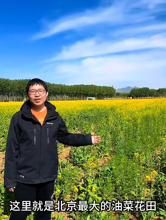 北京丰台王佐镇的油菜花开了！