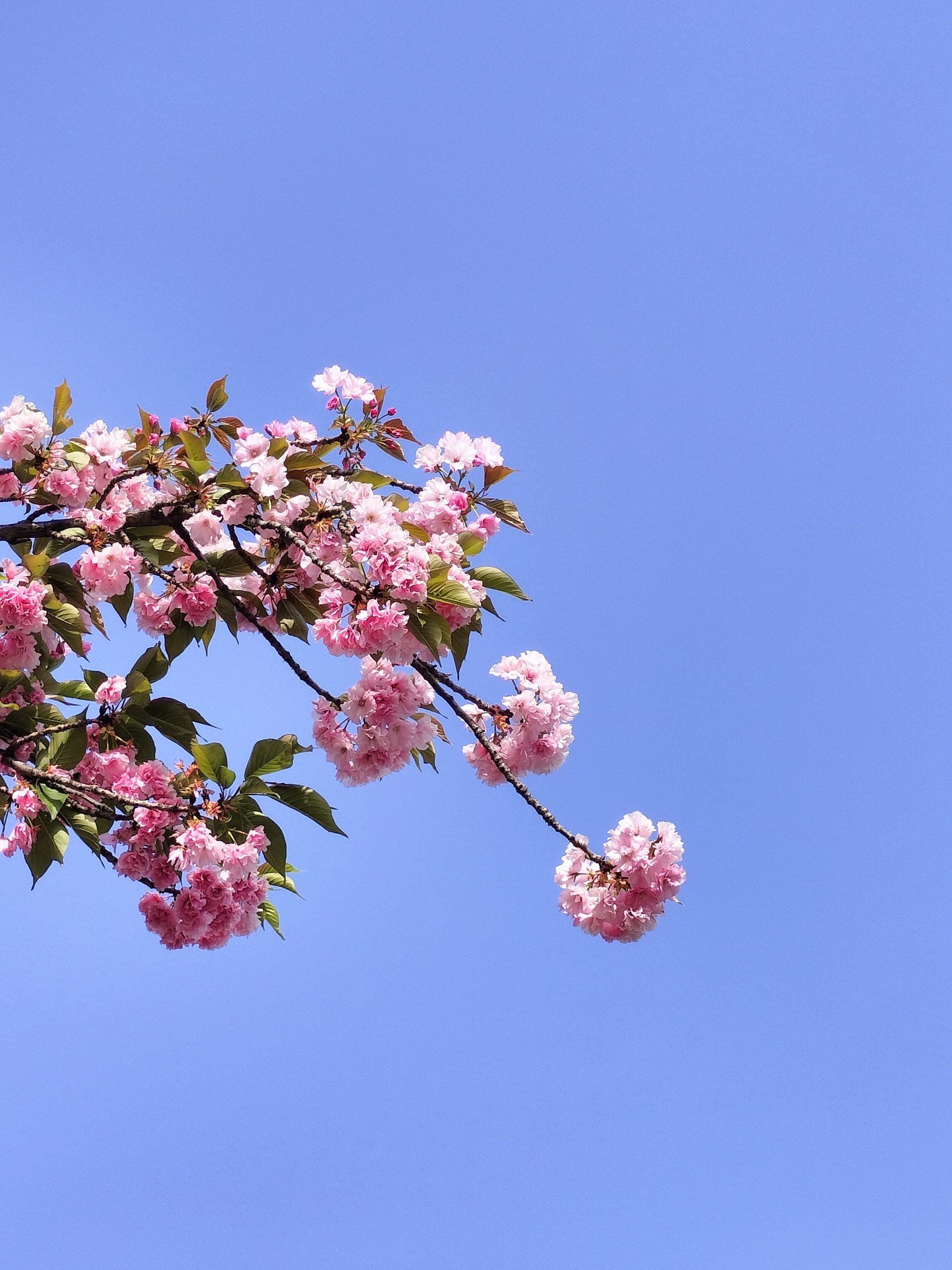 来自内蒙古草原上的花花🌸