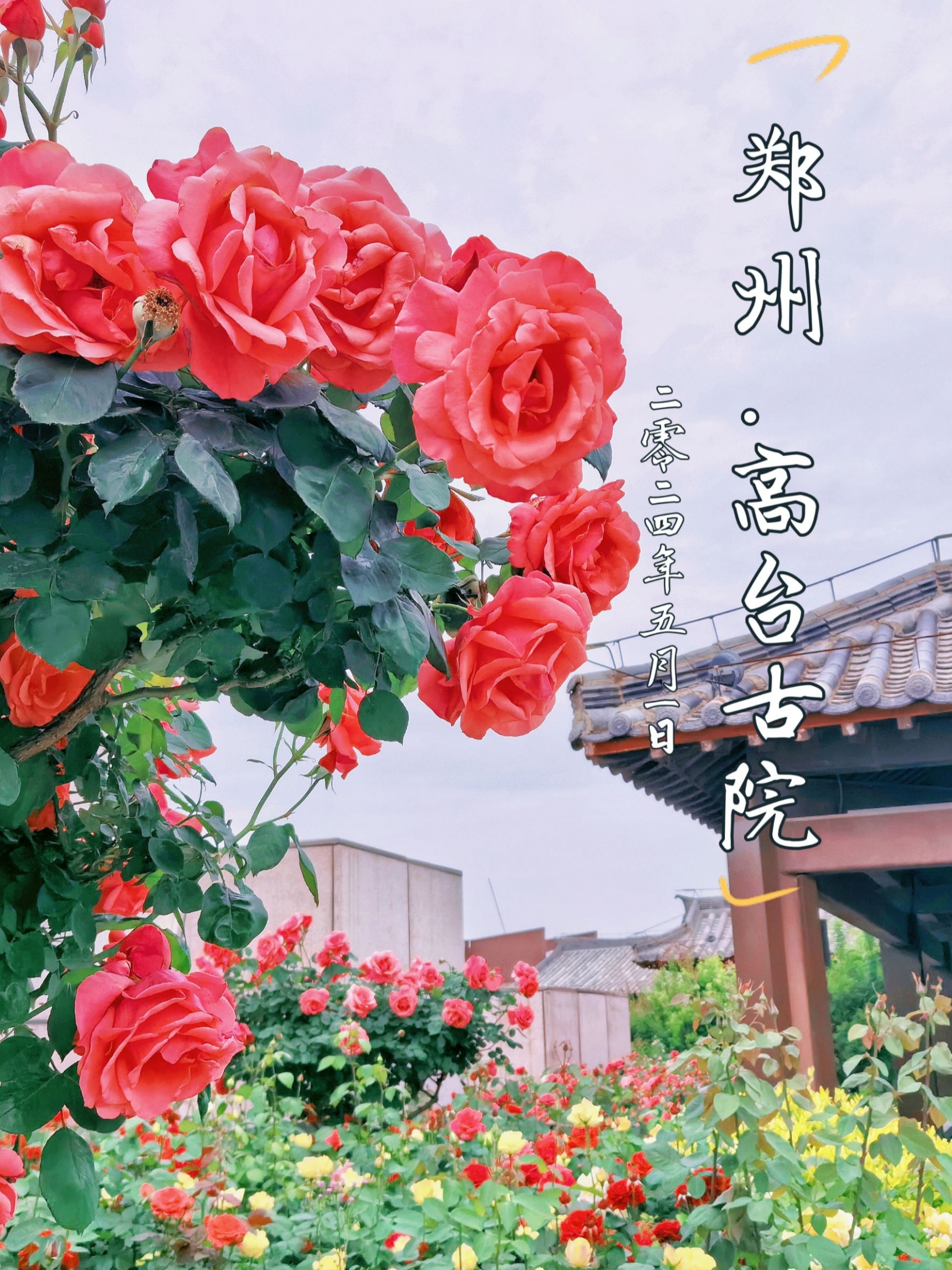 郑州这家酒店的高台古院太仙了，每天与花儿一起醒来