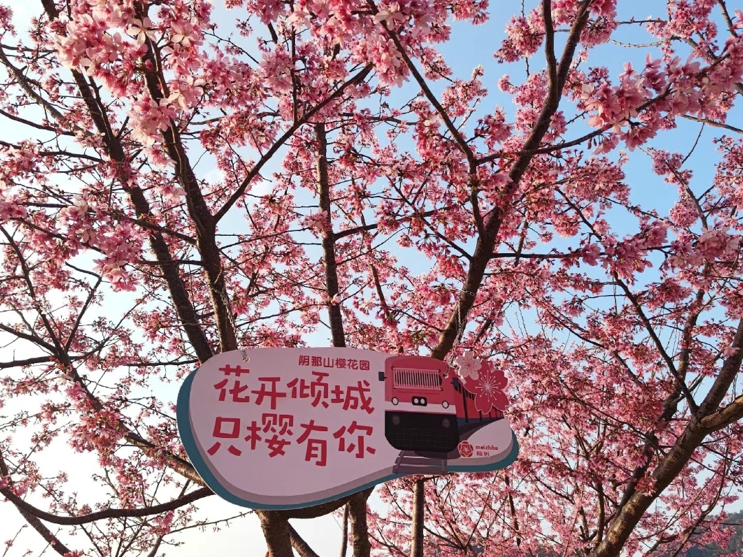 📍梅州•灵光寺🌸阴那山樱花园