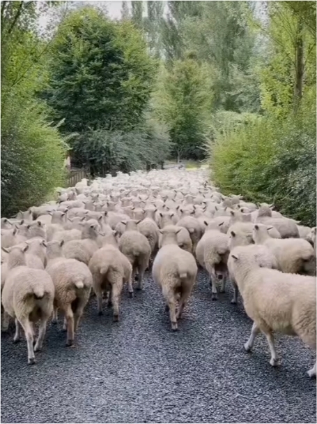 MATAMATA的羊群