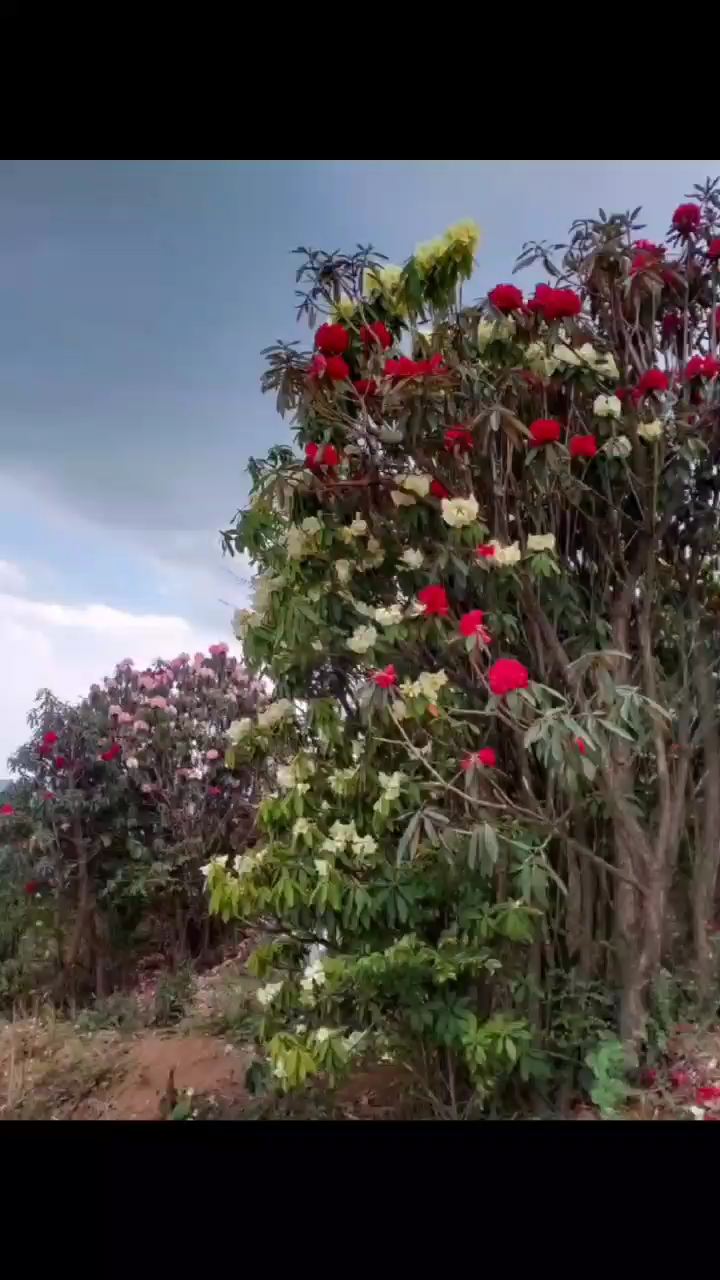 又是一年最佳赏花时节，文笔山马缨花竞相绽放