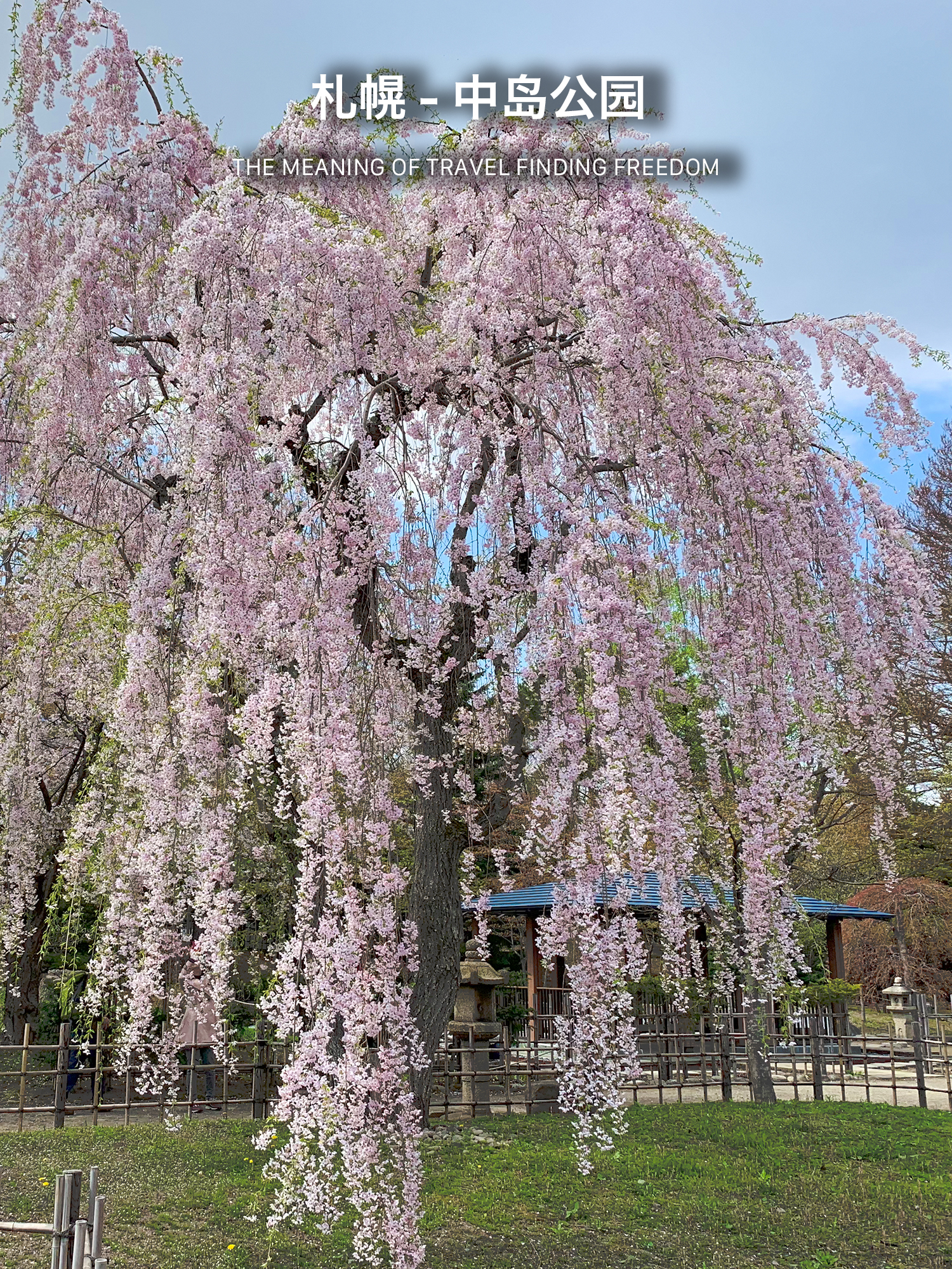 【札幌】去中岛公园看一棵像流星雨的樱花树