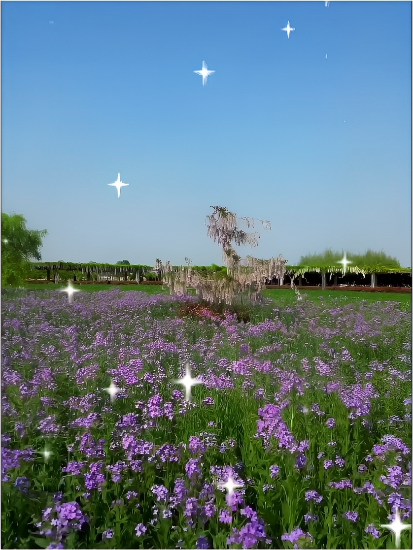 兴平鲁冰花园的鲁冰花、紫藤花、蓝香芥、虞美人…竞相绽放