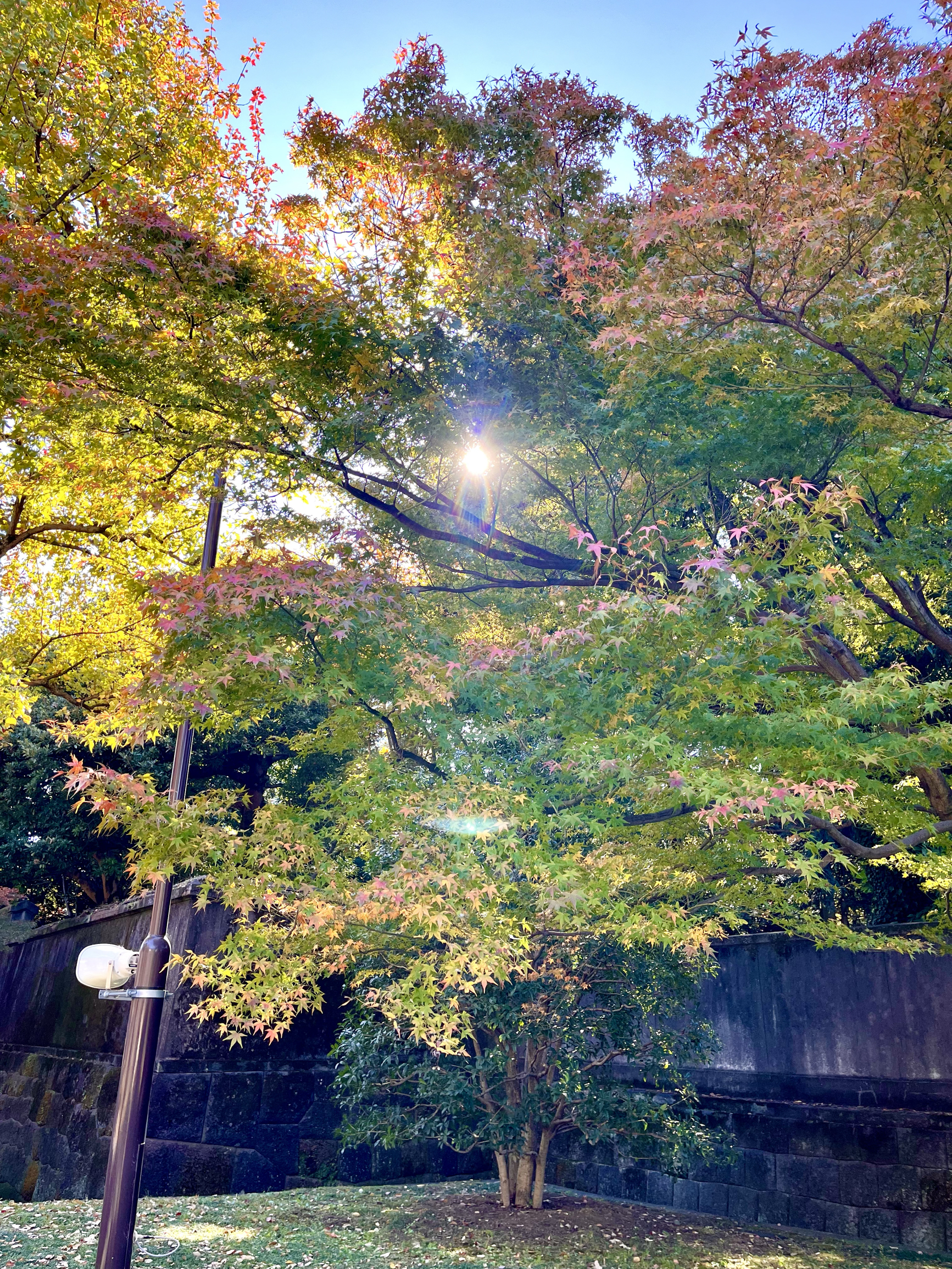 东京的秋天也很美