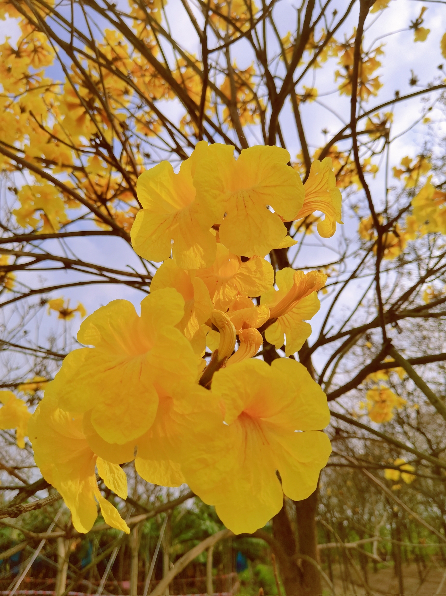 马克村的风铃花真美！马克村的黄花风铃木种的很早，比较大棵，结的花又多又密，花朵连在一起遮天蔽日，看上