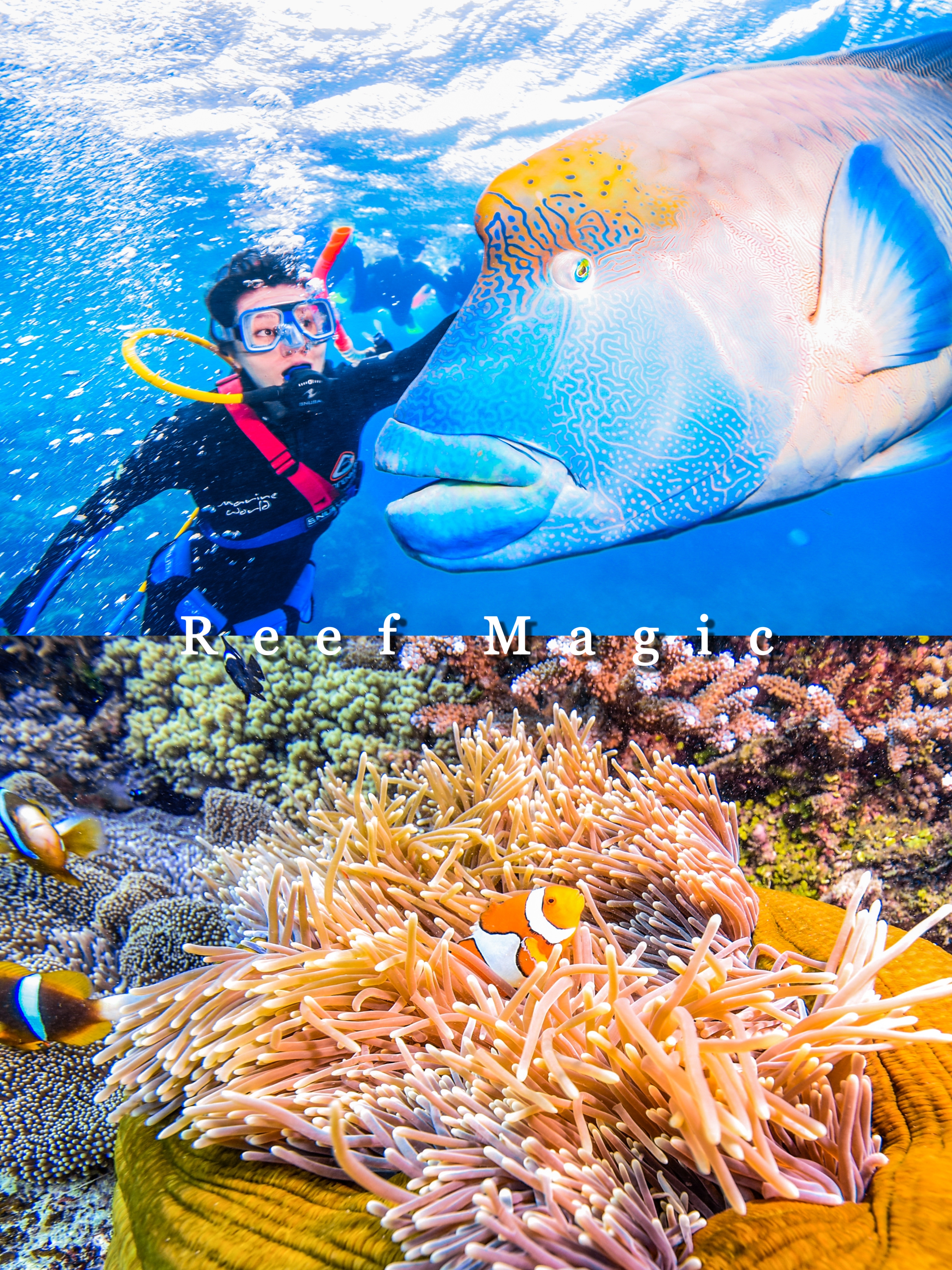 北昆士兰摩尔大堡礁潜水全体验！