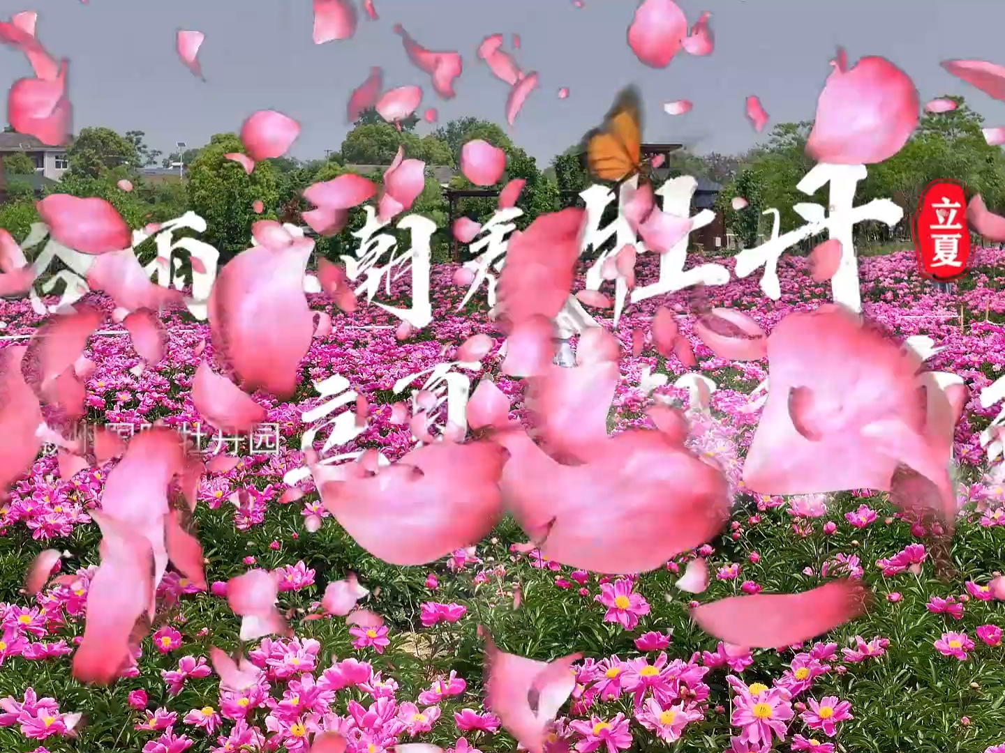 这个五一假期来合肥徽州国际牡丹园吧，正值赏花季节