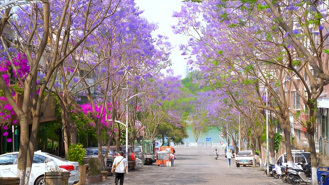 美丽的蓝花楹点缀着古城建水