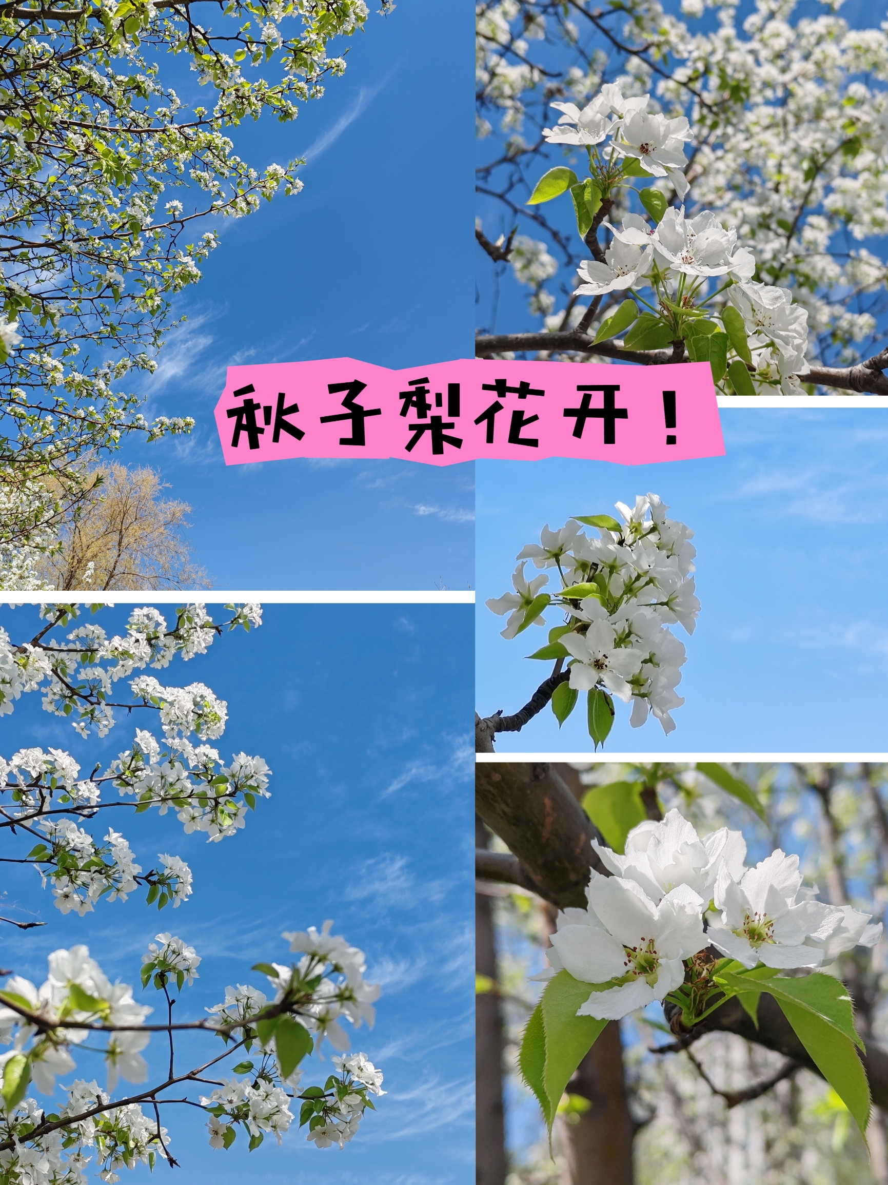 去尔滨赏花吧！这个季节的秋子梨可美啦！