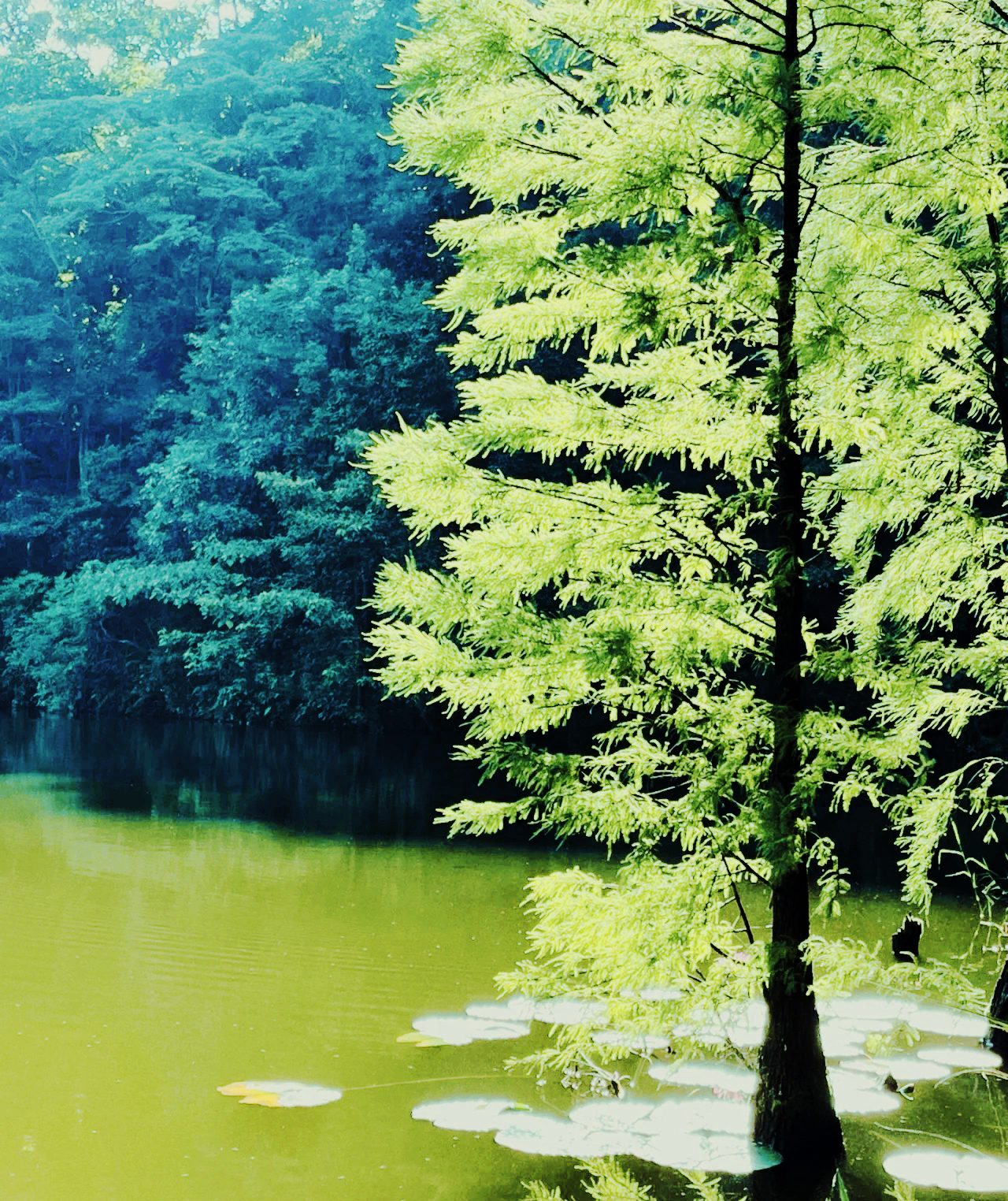 广州旅游攻略|石门国家森林公园