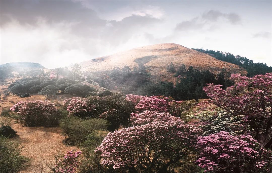 漫山遍野杜鹃花