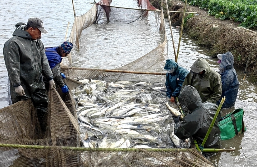 近日，安徽省安庆市望江县雷池镇青草湖渔场迎来一年一度的冬捕，退捕上岸的渔民们正在自己承包的鱼塘里围网
