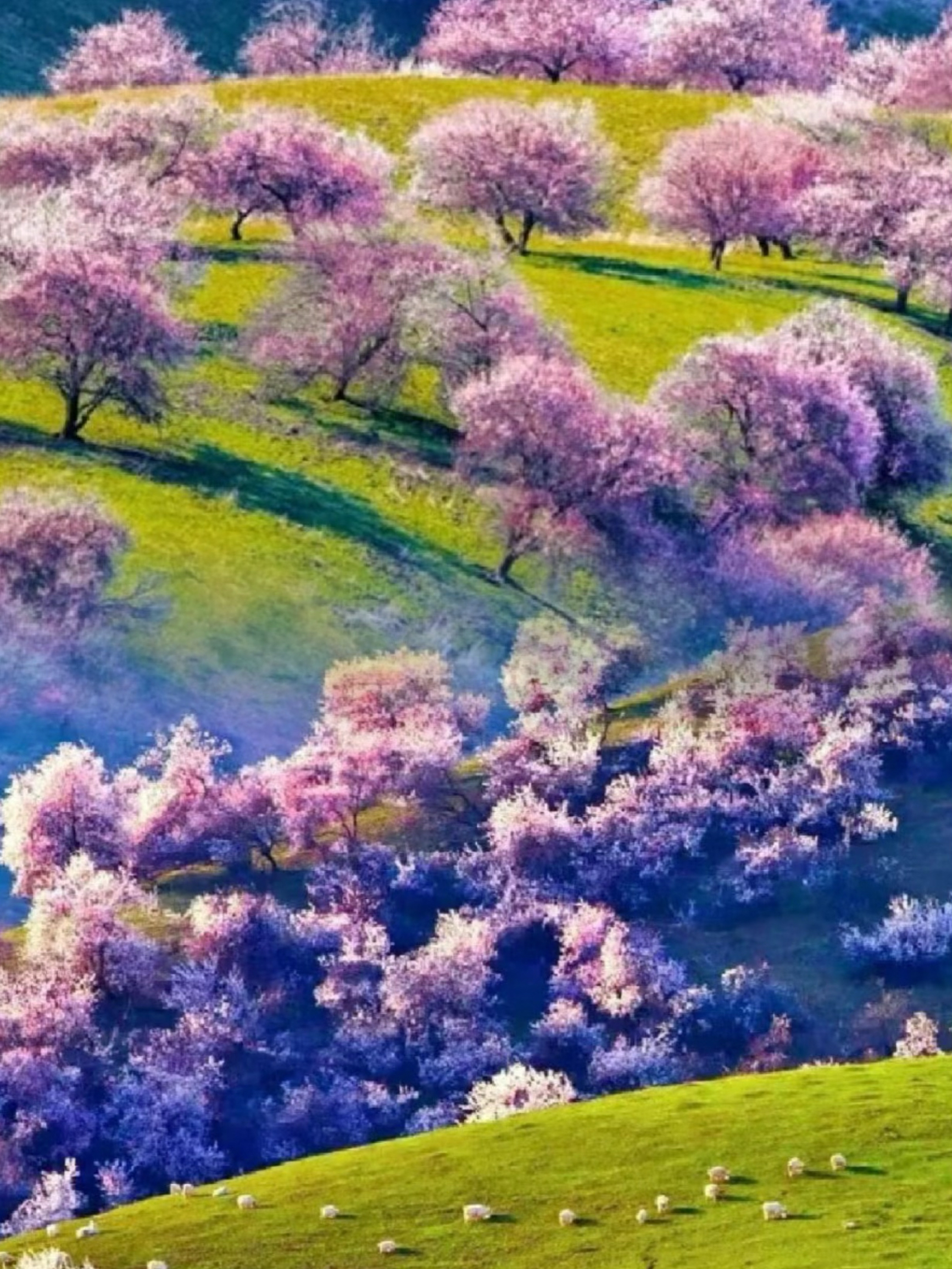 待到樱花烂漫时，在春天，来趟新疆吧！