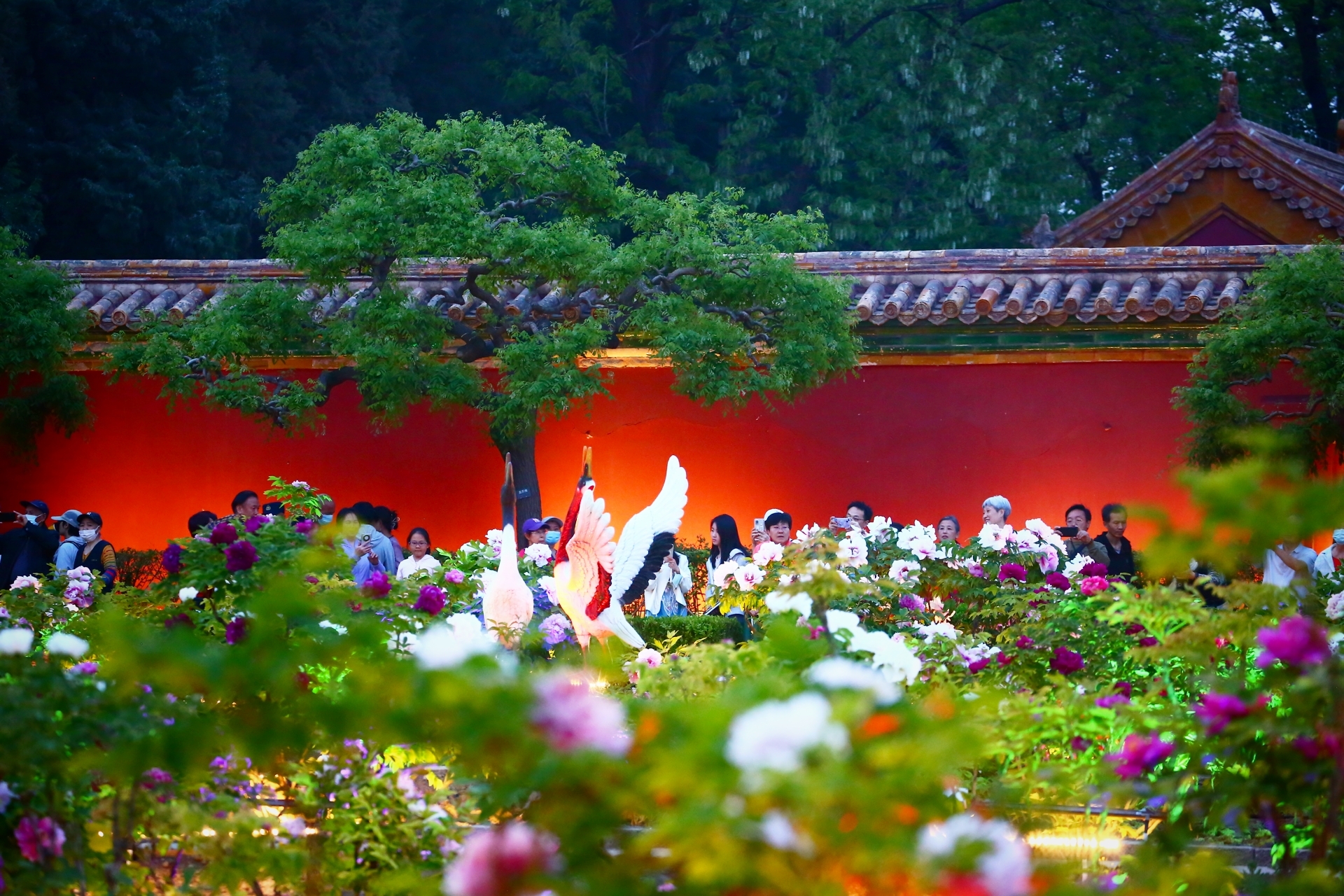 北京景山开启牡丹夜赏模式！景观灯下的炫彩牡丹，你接受吗？