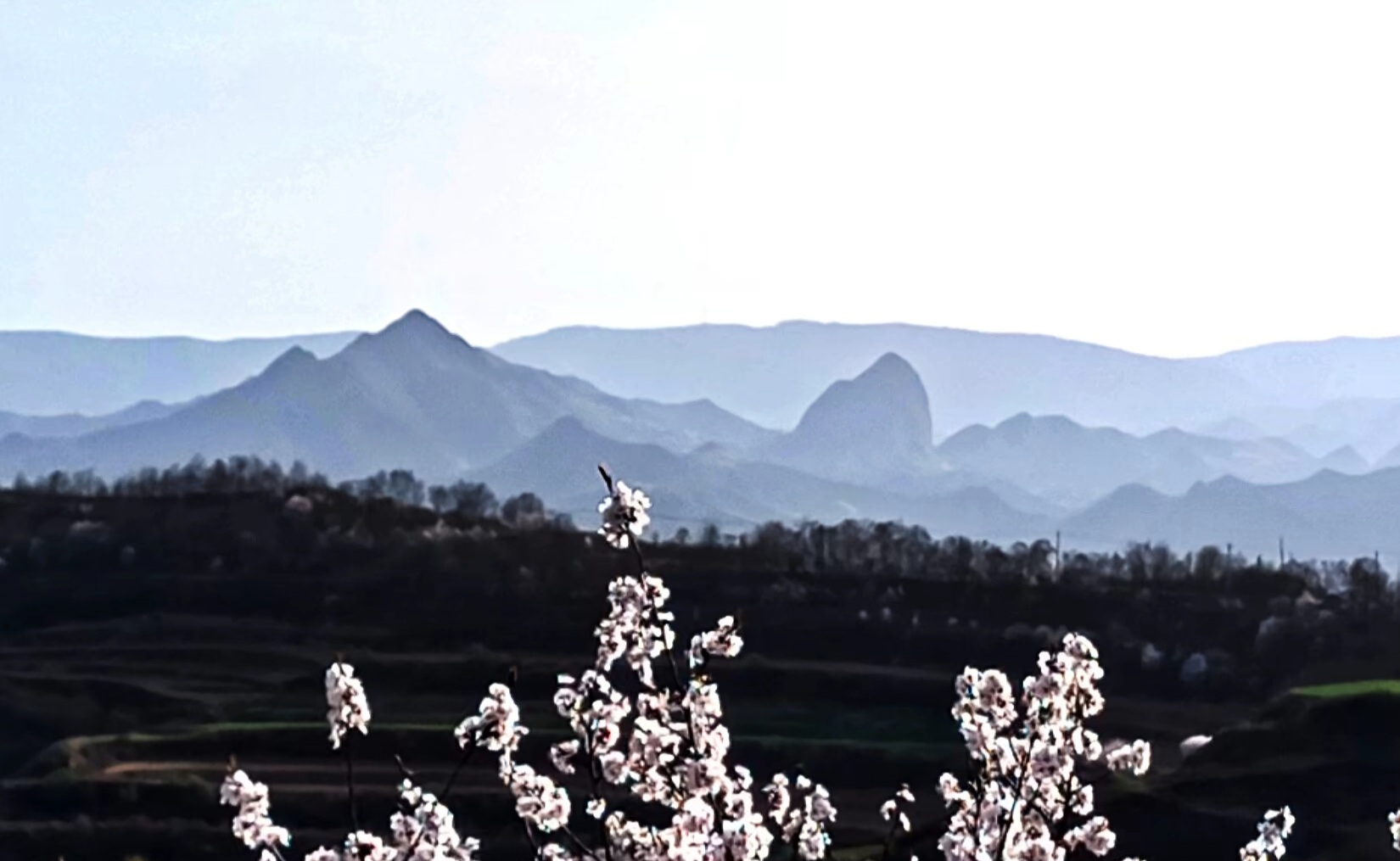 #让人心动的乡间美景 #春天玩点花的#春日赏花图鉴 美丽的武山