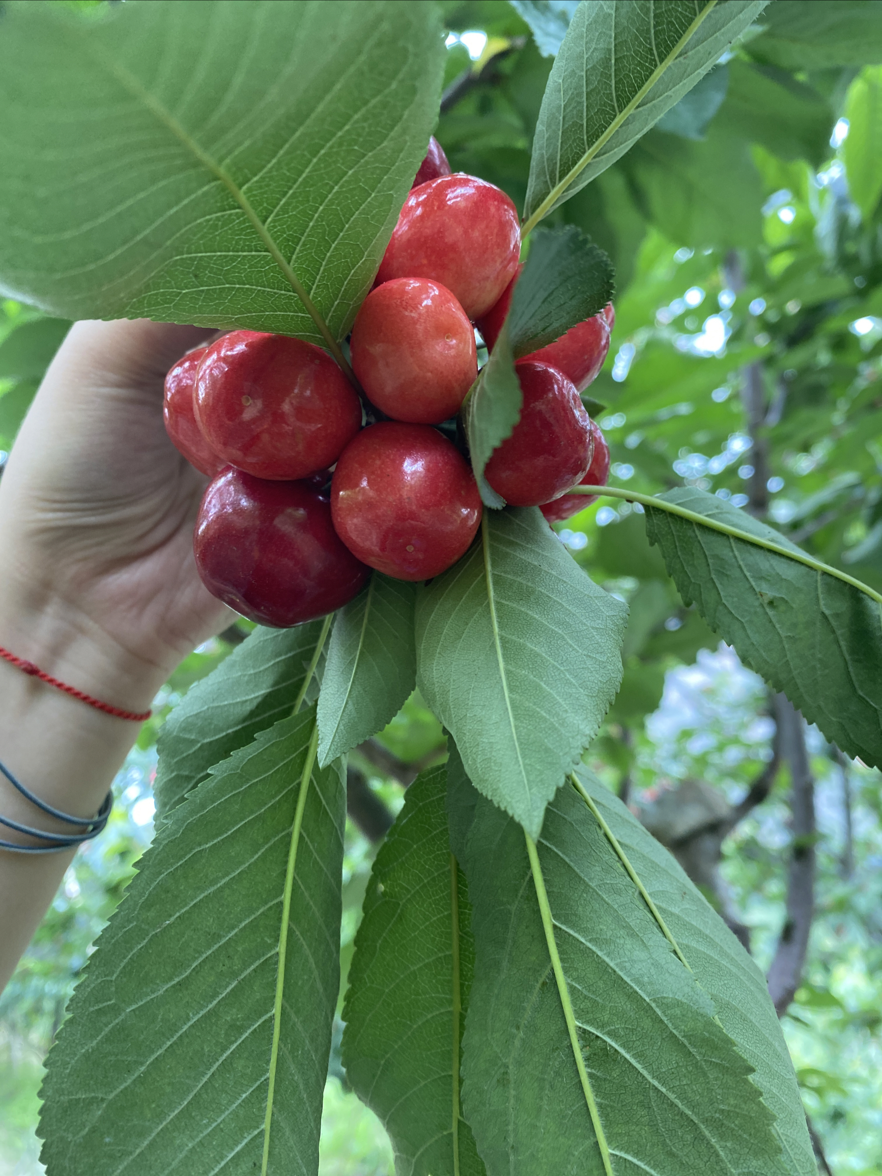 汶川车厘子🍒