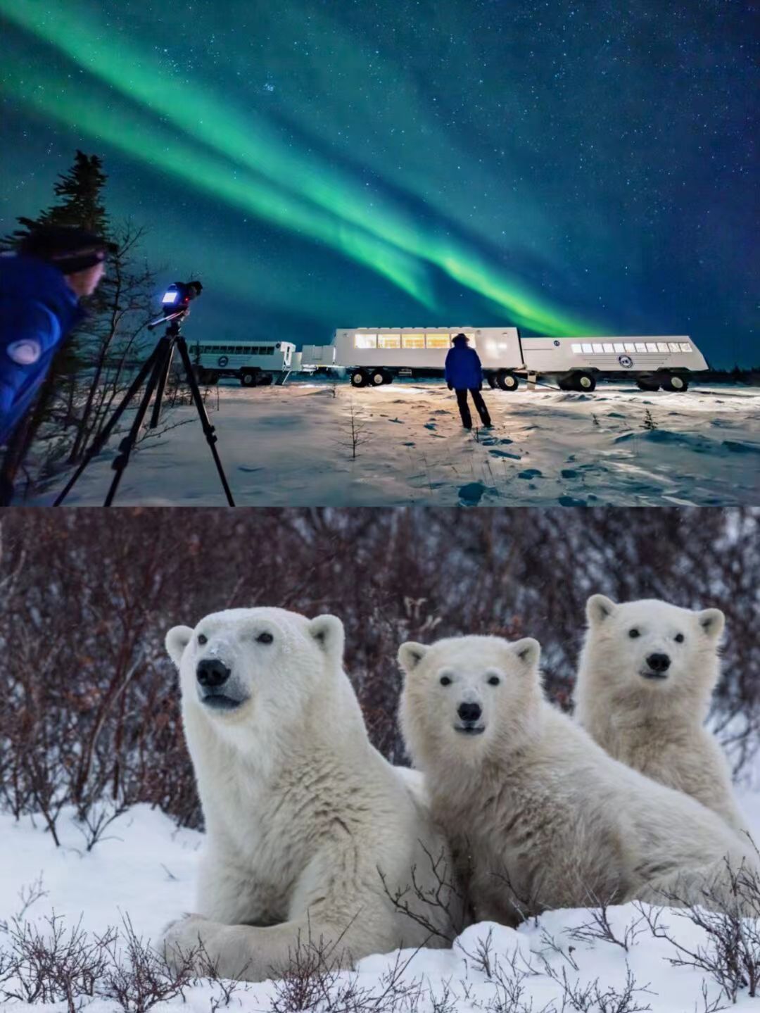 熊比人多的世界，和北极熊一起追极光💚