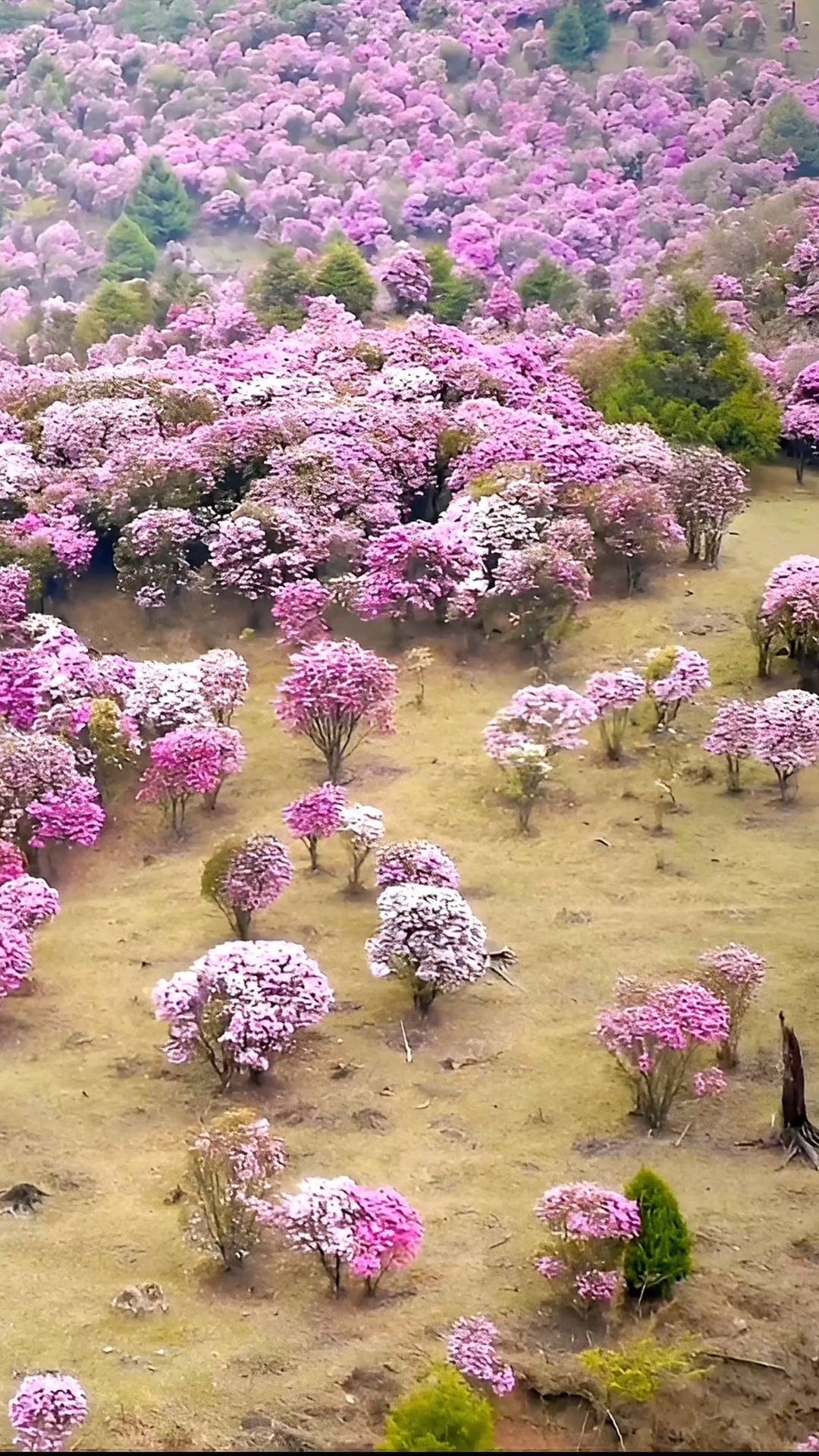 想去看最美的杜鹃花海吗？那就来大理剑川马象公路吧！ 大家好，我是你们的生活小助手，今天我要带大家一起