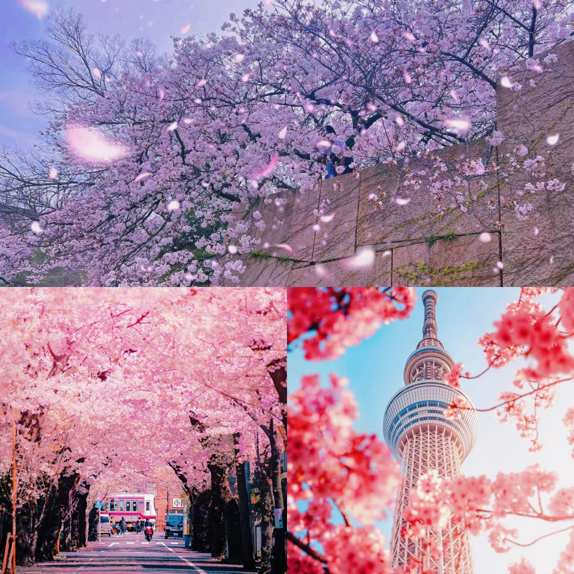 想去北海道看樱花季  这3点细节不容错过！