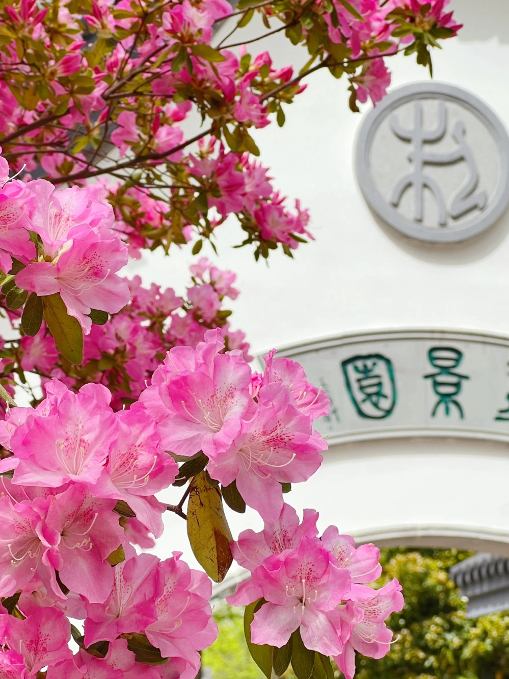 上海植物园国际花展开幕，快来啊