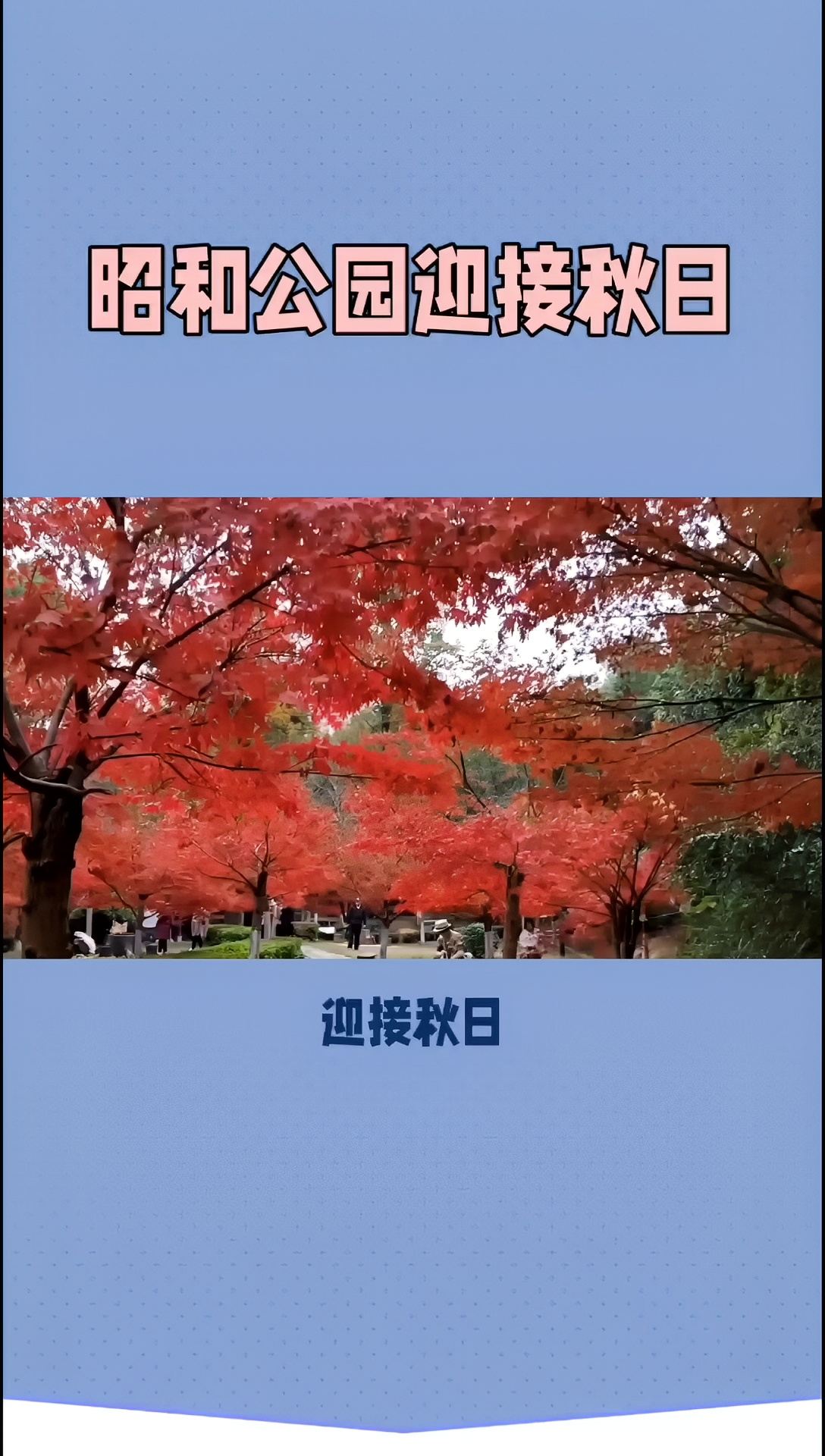 昭和公园红叶：一场秋日的视觉盛宴