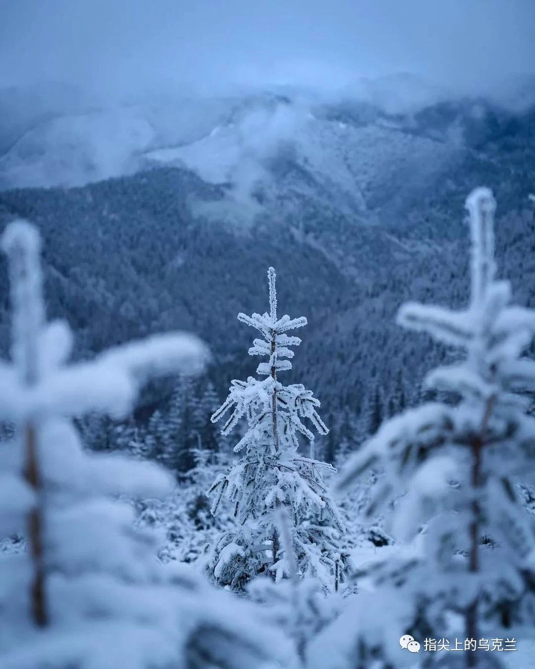 白雪皑皑的喀尔巴阡山