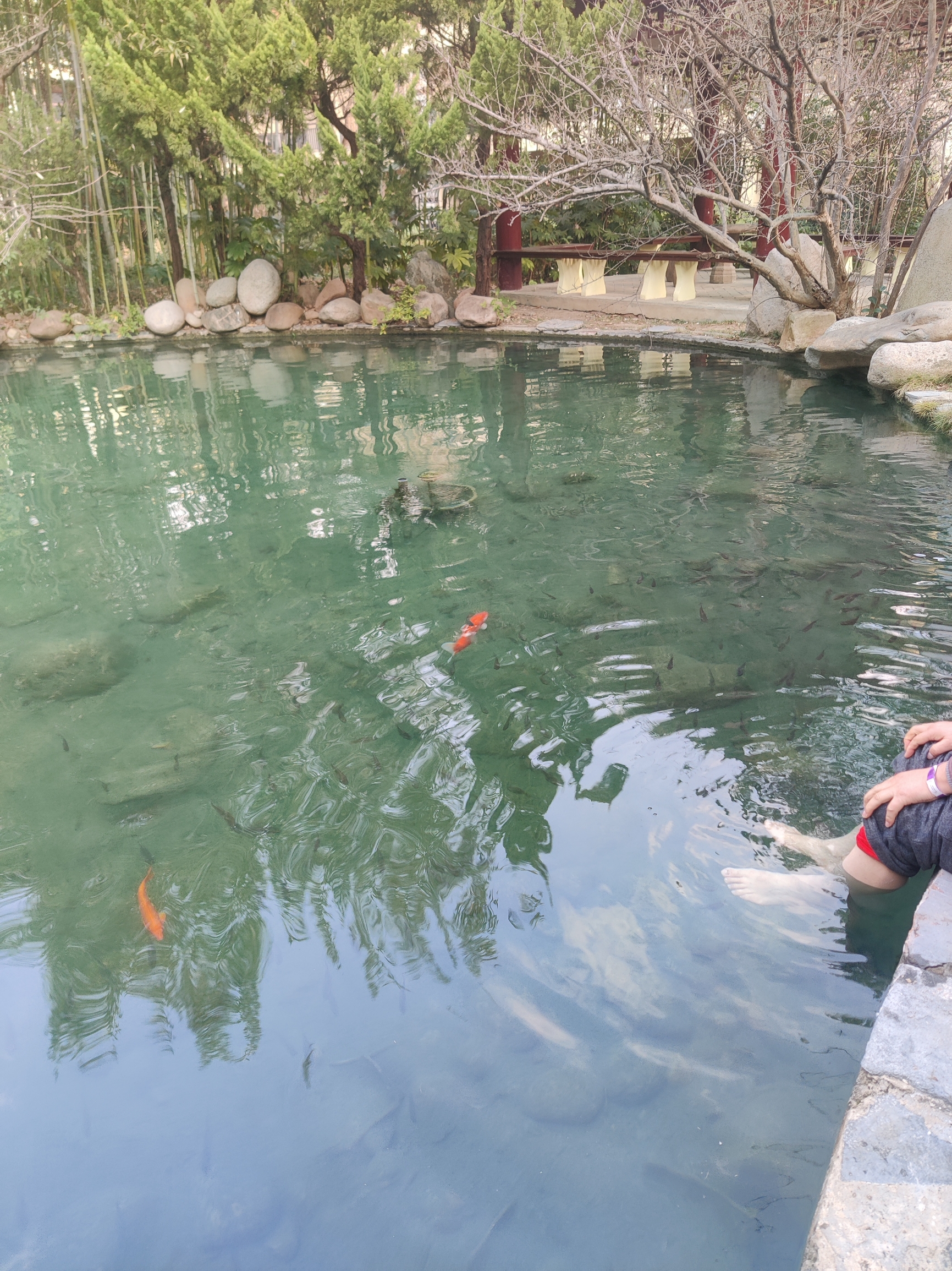 马鞍山香泉温泉度假村，一个养鱼都是用温泉水的地方