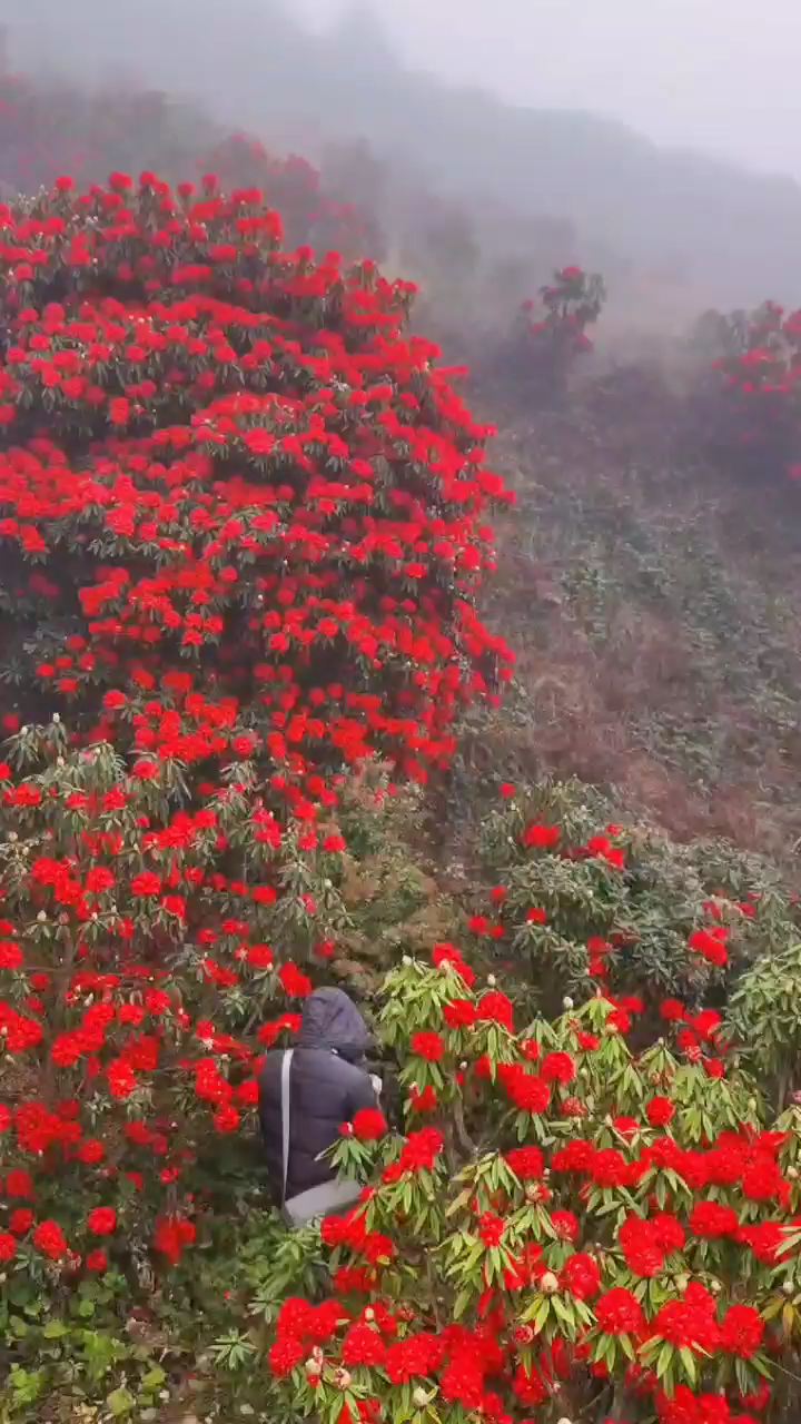 来一趟贵州——映山红