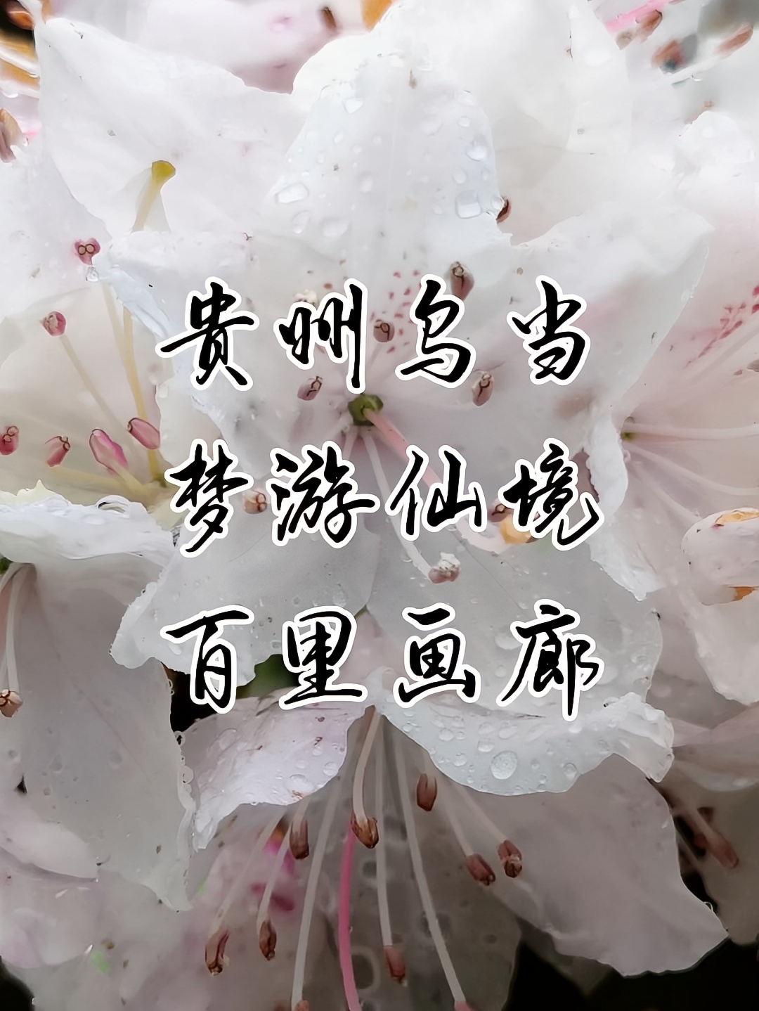 赏花好时节贵阳乌当万亩杜鹃园