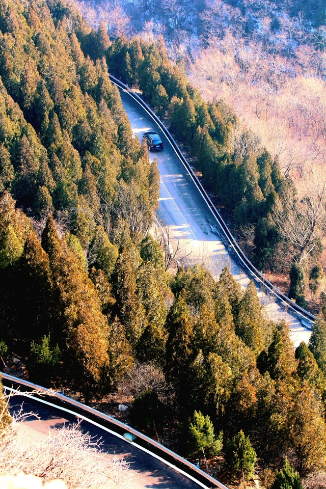 但是枯黄的树干何尝不是另一种美呢#十八盘山路 #盘山公路 #旅行推荐