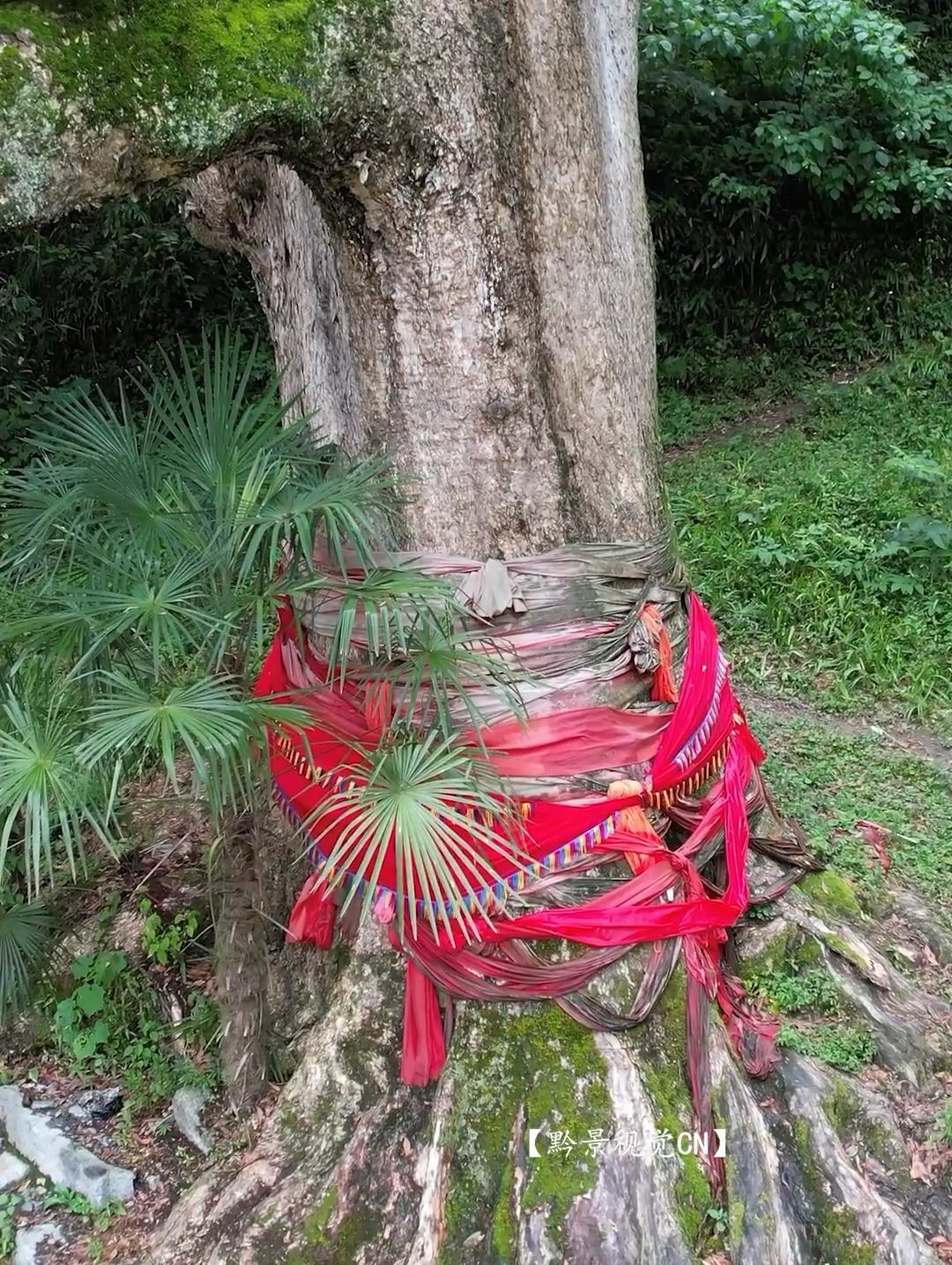 一棵树到底能值多少钱？眼前你所看到这棵树是亚洲最大的金丝楠木，曾经断掉的一根树枝竟然拍出40万的天价
