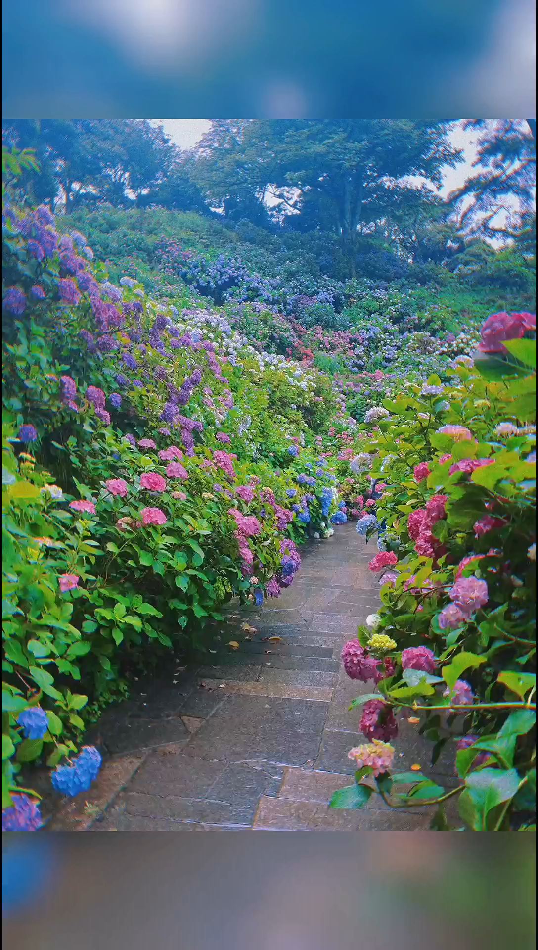 日本旅行｜遇见绣球花瀑布之伊豆下田公园🌸|||