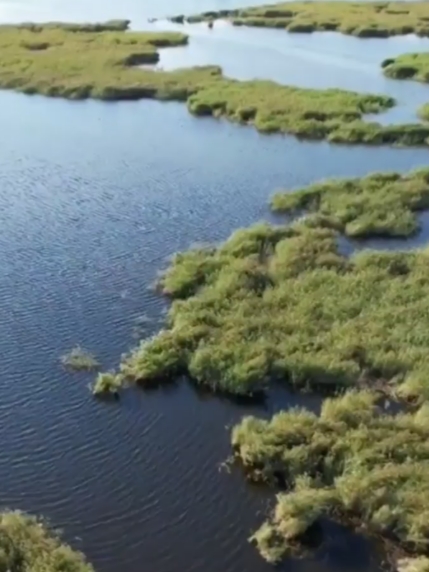 苍头河湿地：右玉县的生态明珠，生物多样性宝库