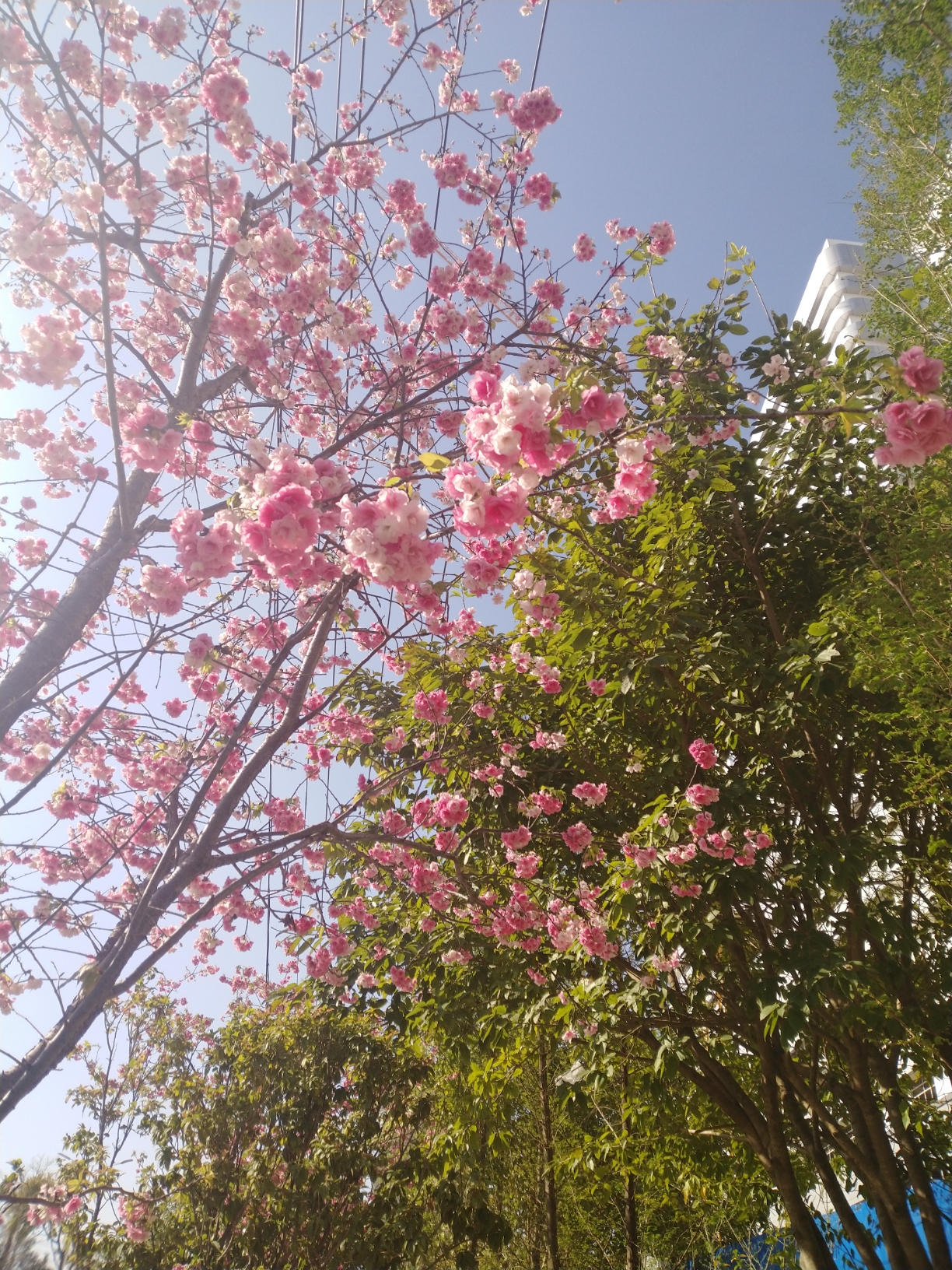 娇艳欲滴的花花，心情好好的春春