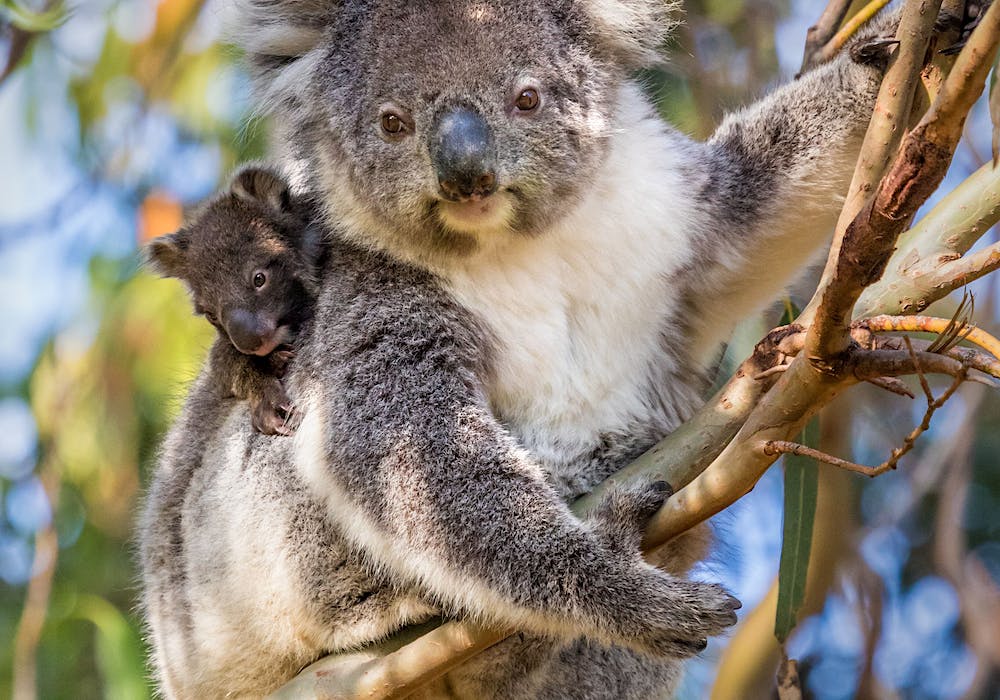 来南澳大利亚旅游一定要来抱考拉🐨