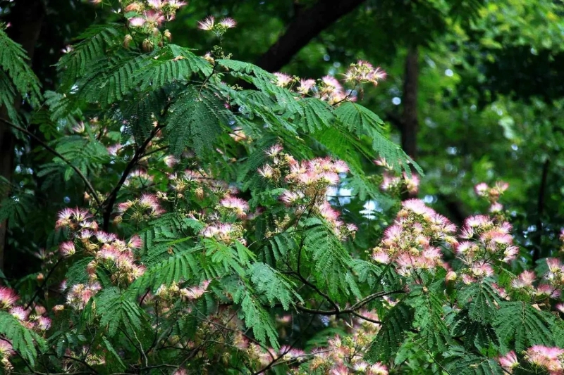合欢（Albizia julibrissin Durazz.），豆科合欢属的落叶乔木，树冠开展；小枝