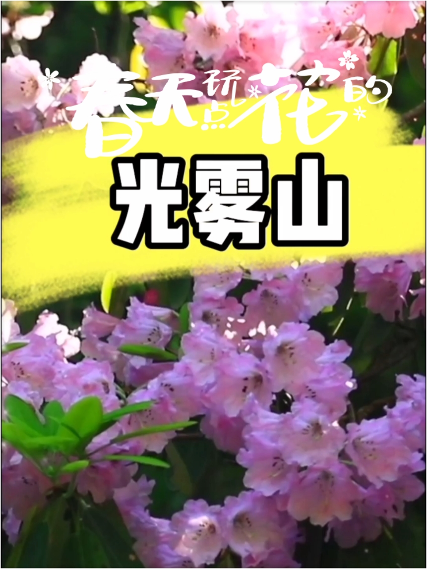 #春天玩点花的  光雾山接下来，是这样的……春日赏花图鉴 现在光雾山雪景依在喔 随着气温慢慢升高 光