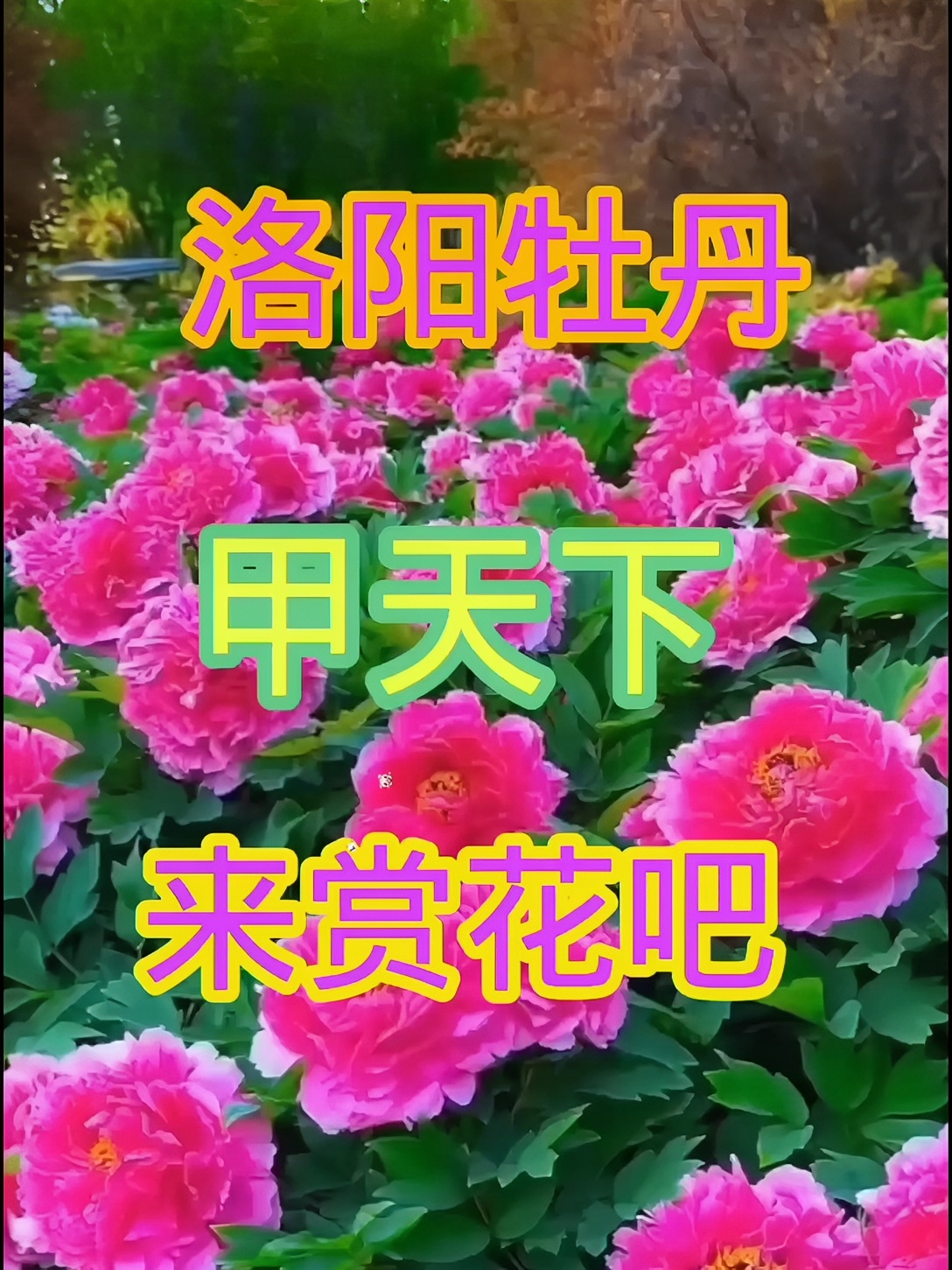 来河南洛阳观赏各种牡丹花