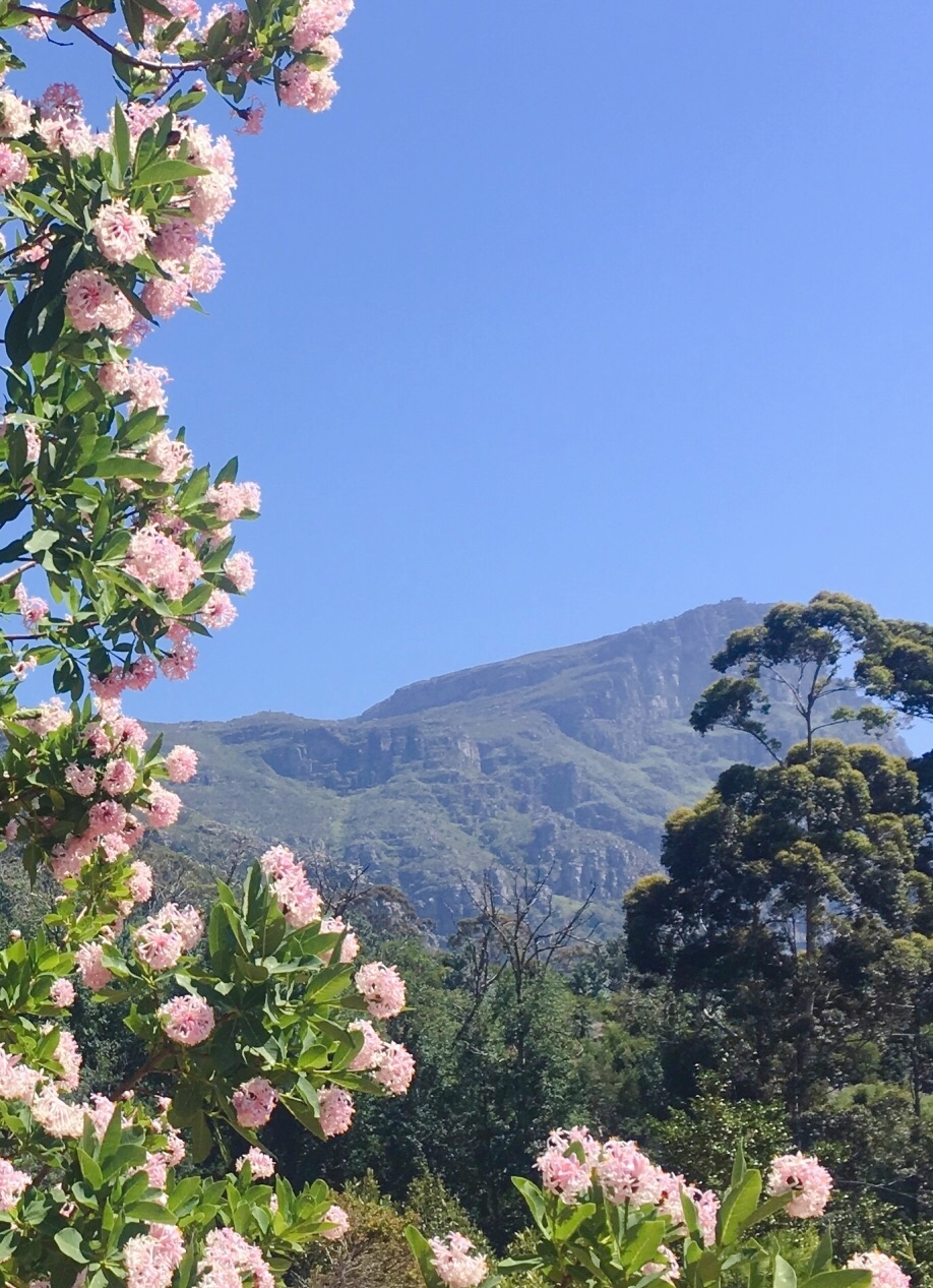 康斯坦博西植物园——顶级赏花胜地，奇花异草美到让人窒息