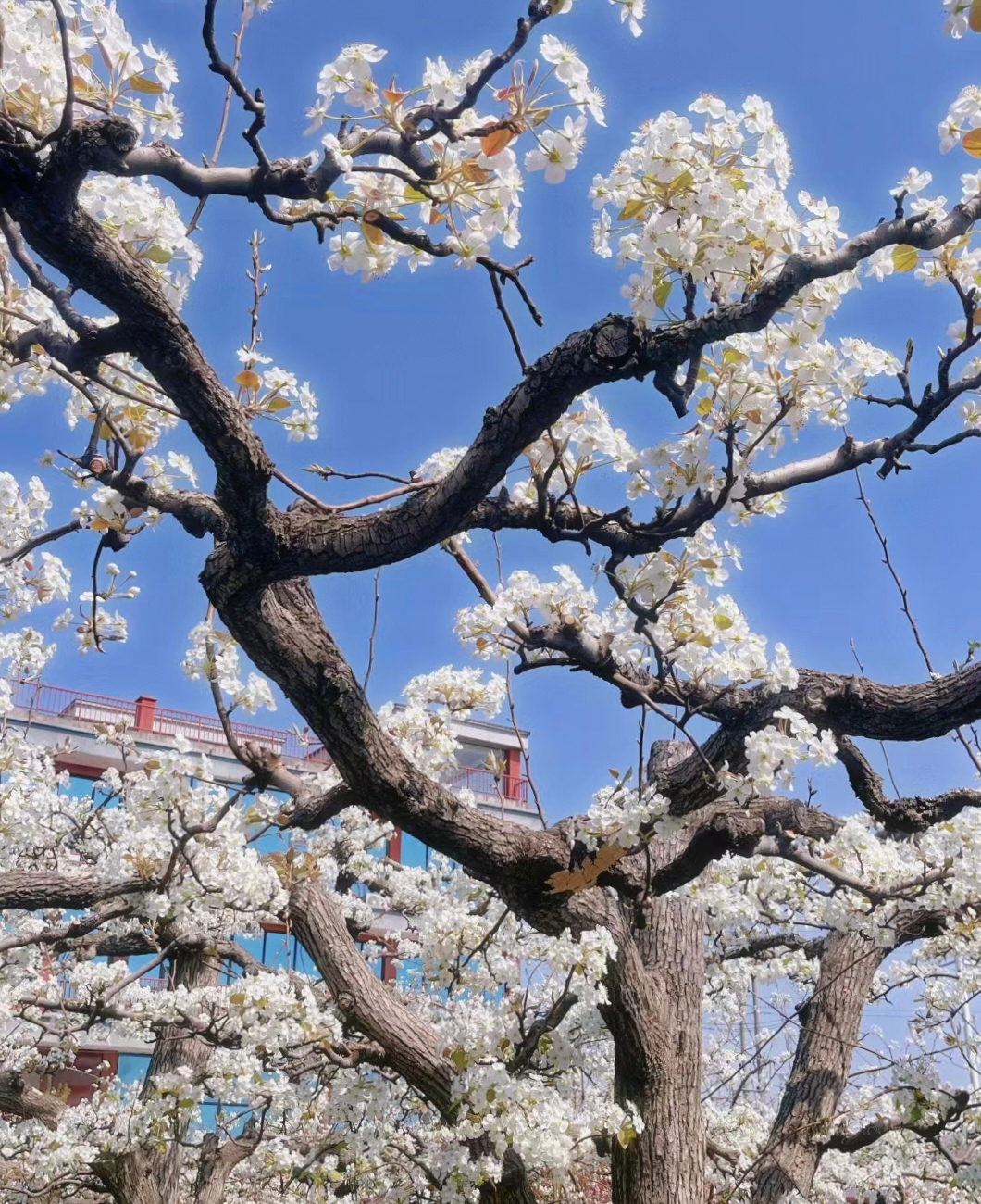 春暖花开，清明节来大赵县赏梨花。