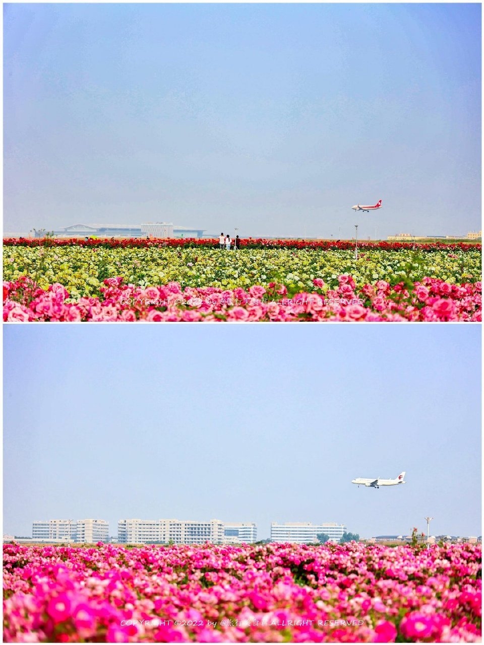 空港新城的云间花海，一个藏在都市边缘的绝美秘境