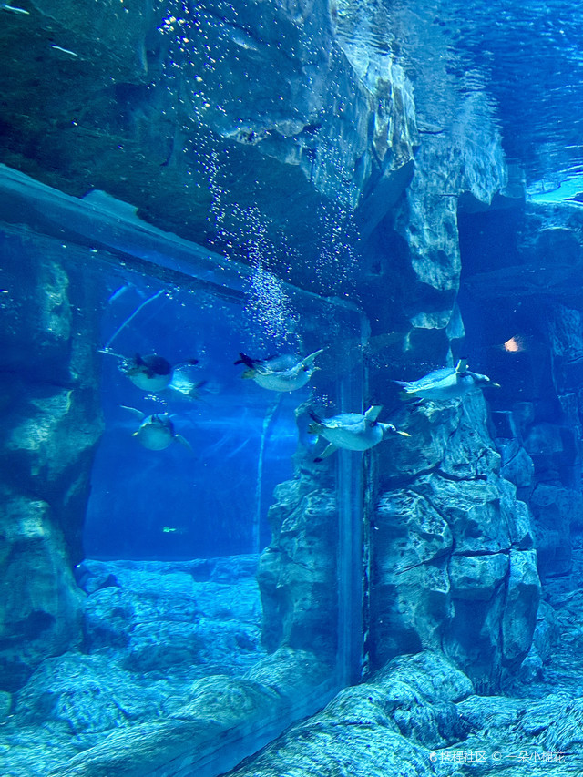 郑州海洋馆,去了,后悔了