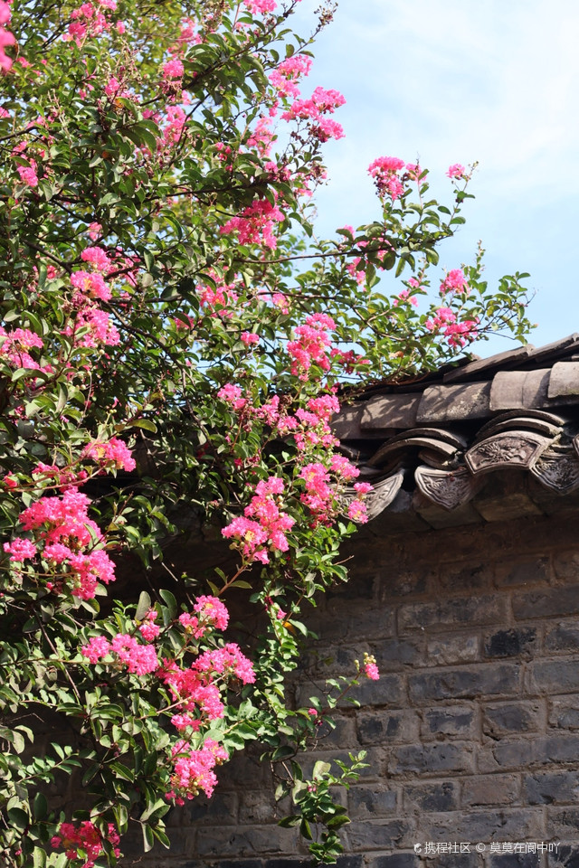 在阆中撞见一片会发光的紫薇花海