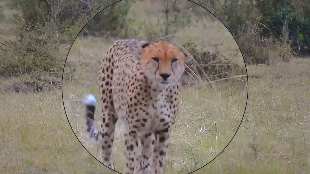 肯尼亚🇰🇪马赛马拉的小可爱之“猎豹”