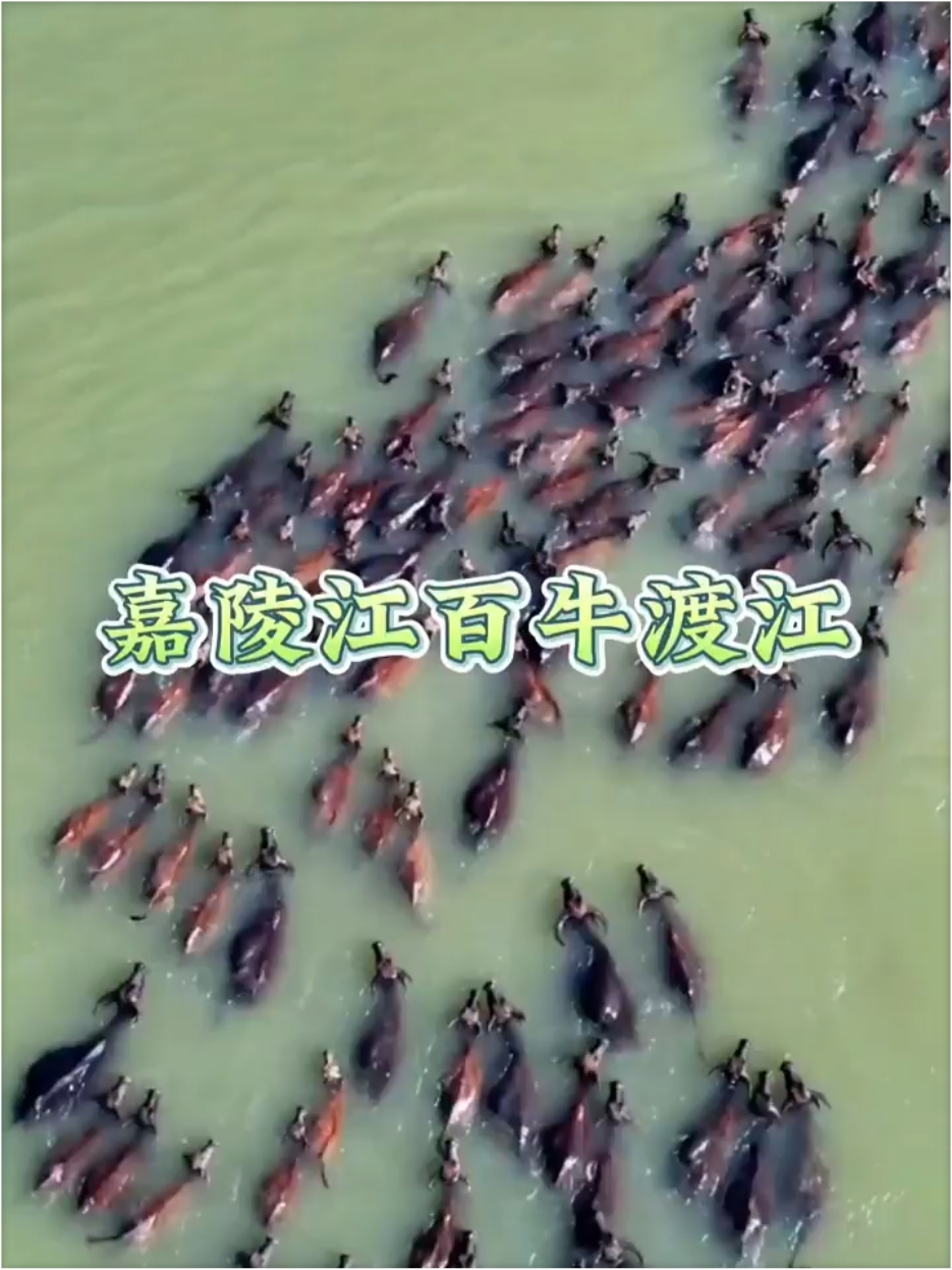 如此壮观的百牛渡江场景，你见过吗？牛天生会游泳，你信吗？#百