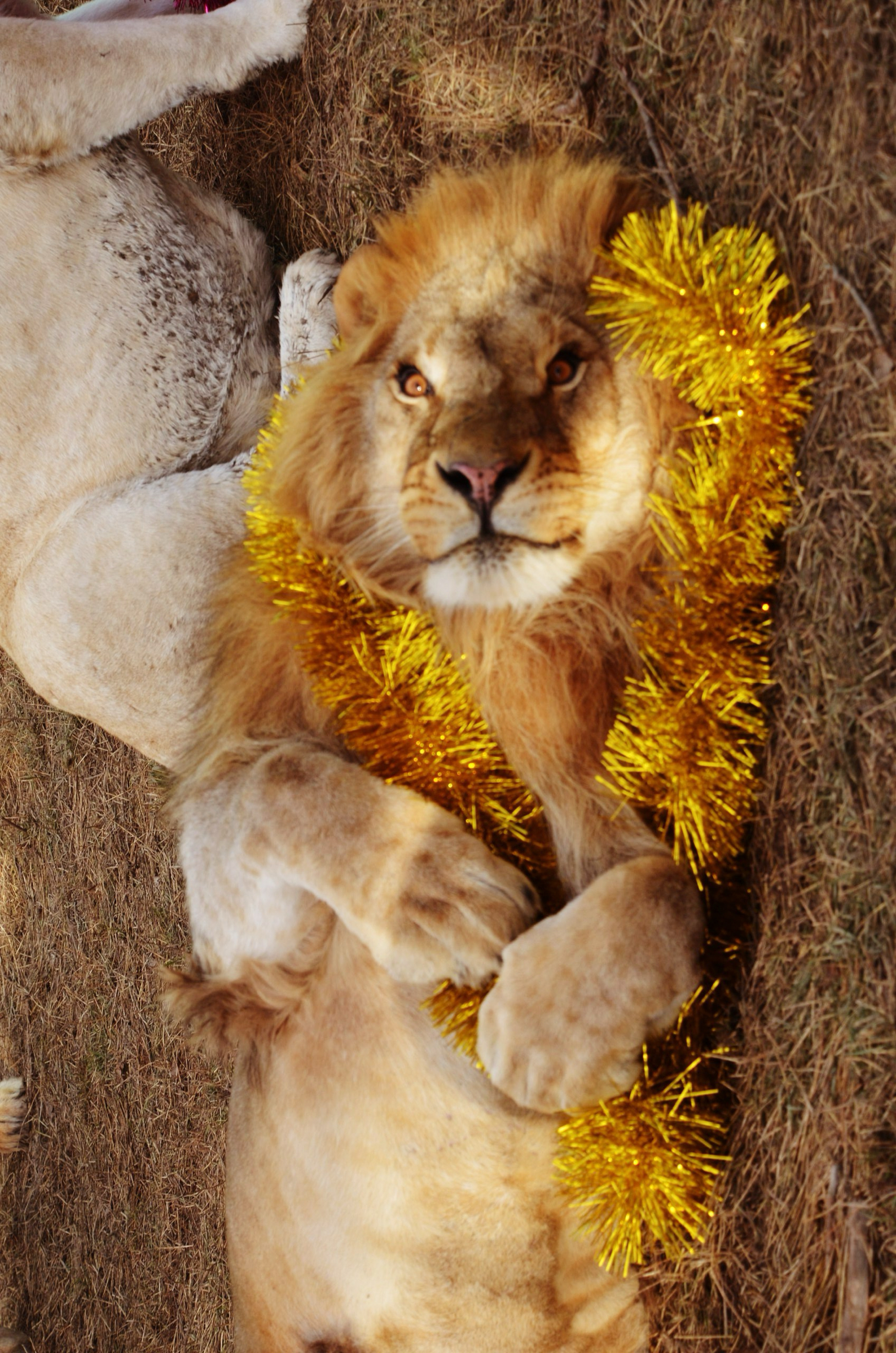 大狮子们准备好过新年啦！你呢？