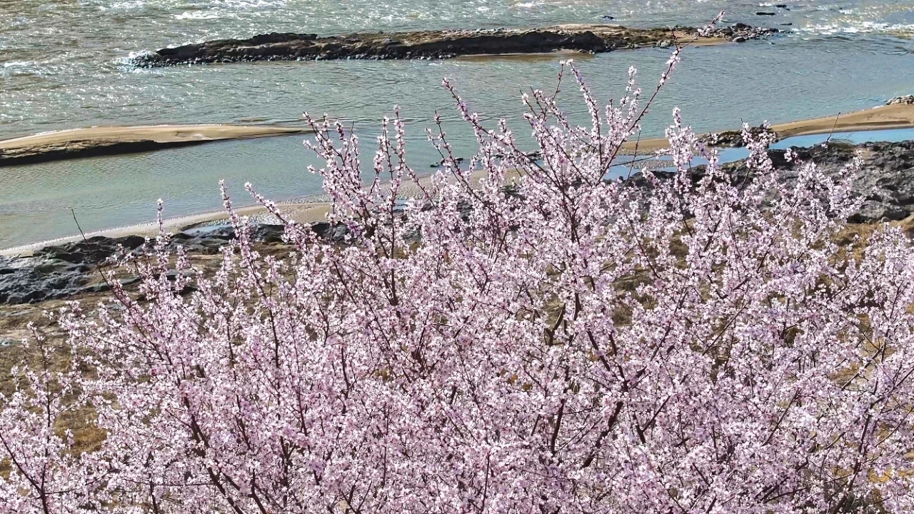 黄河大峡谷壶口瀑布的花开了，不负大好春光！